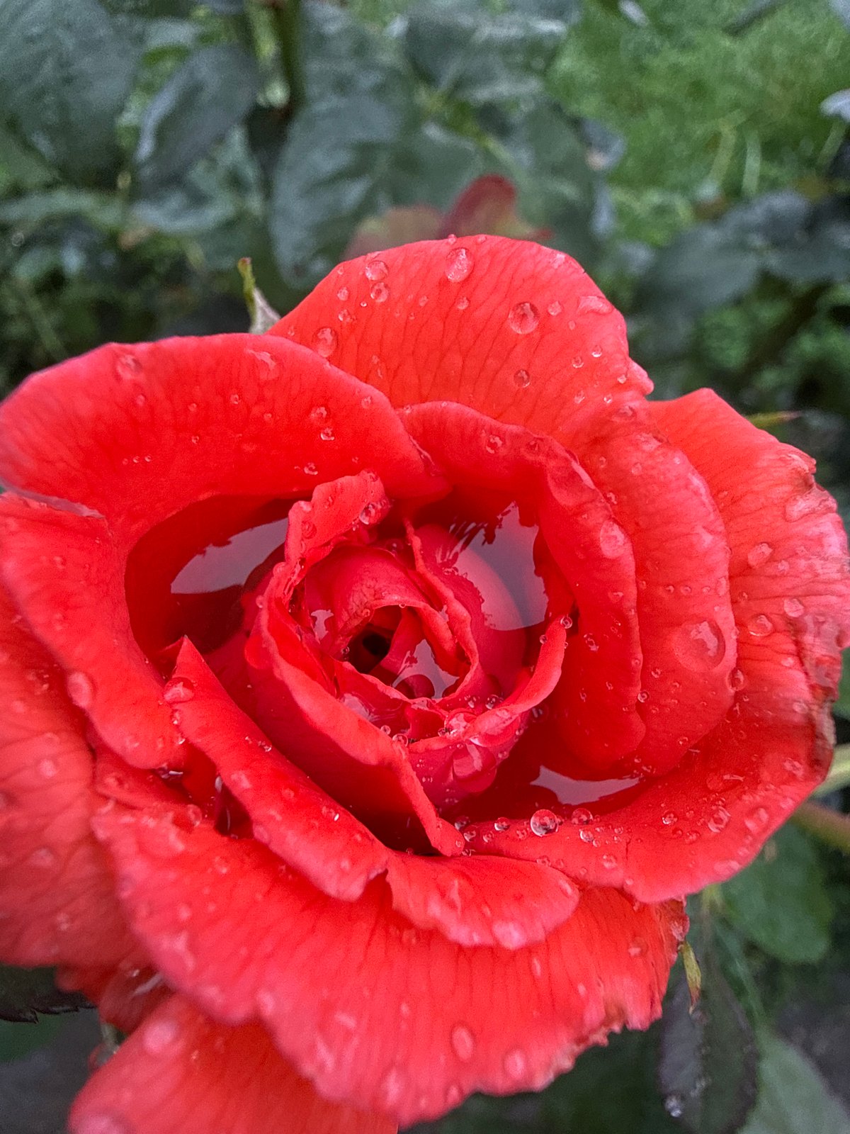 Roses, raspberries, and rain-soaked leaves after a shower