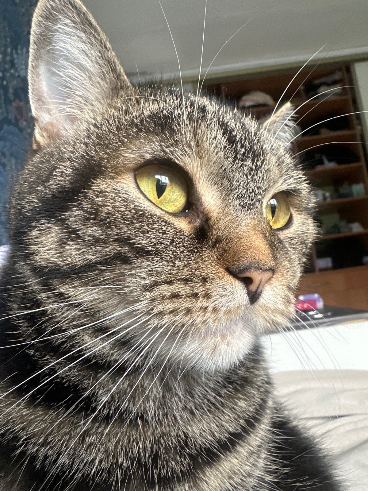 Tabby cat photographed in multiple poses in Stavropol morning