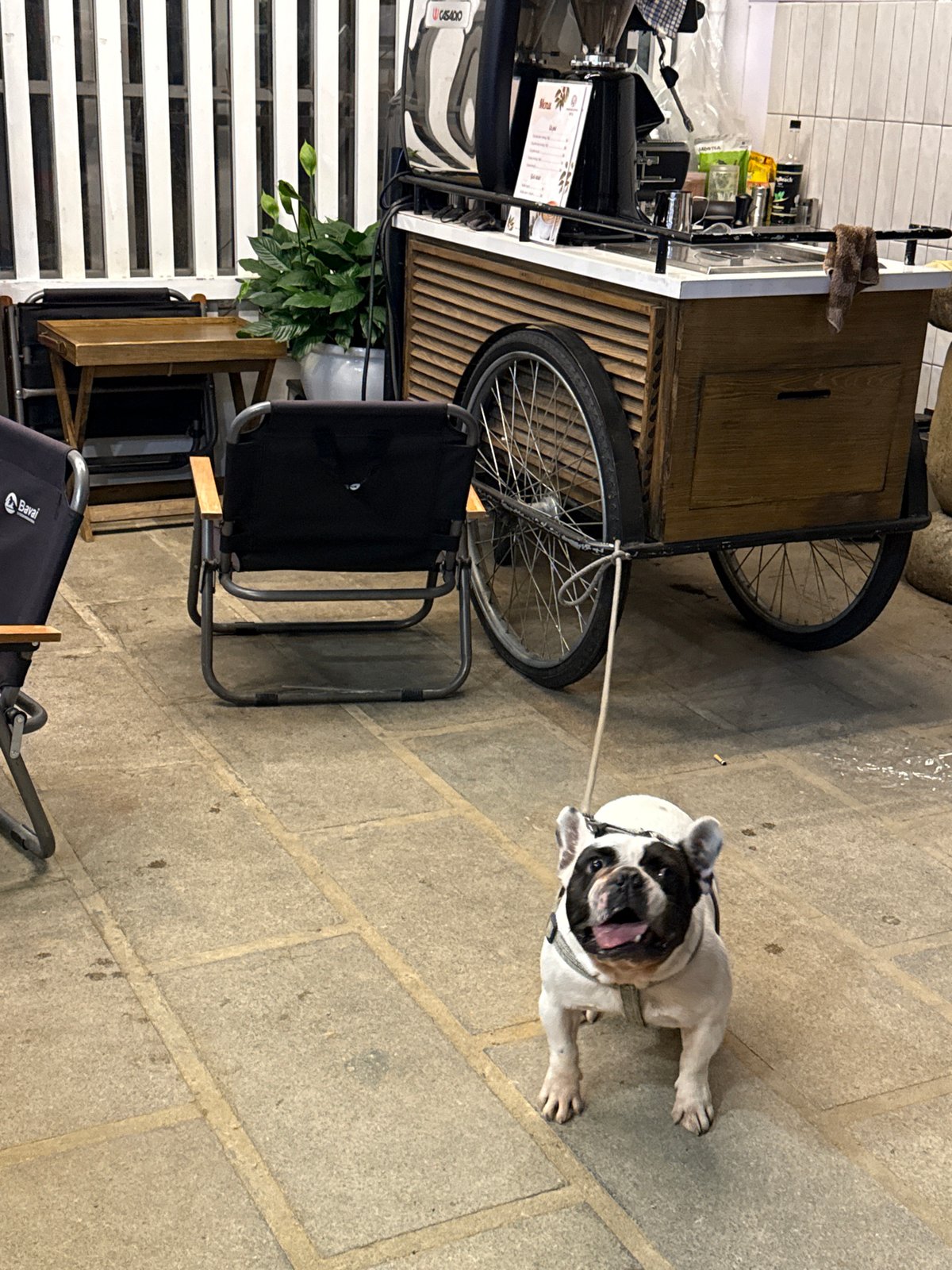 French Bulldog spotted at outdoor cafe in Đà Lạt