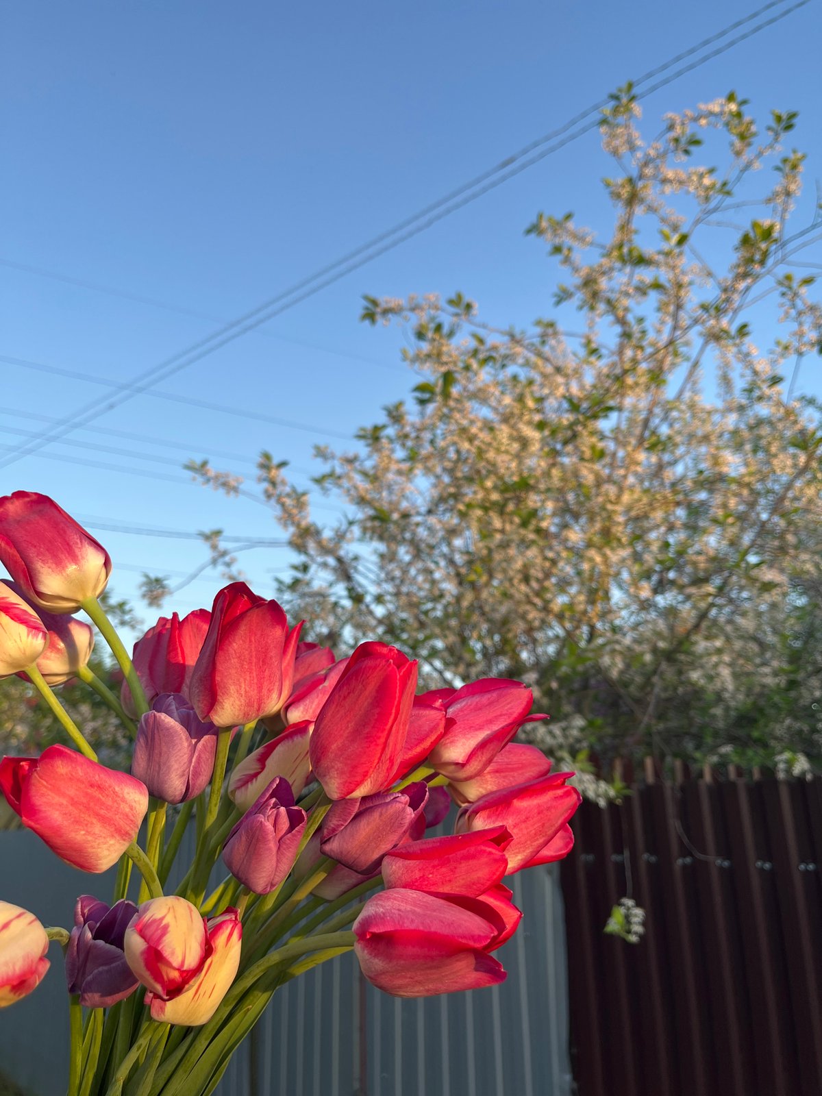 Spring tulip bouquet photographed in Chaikovsky, Russia