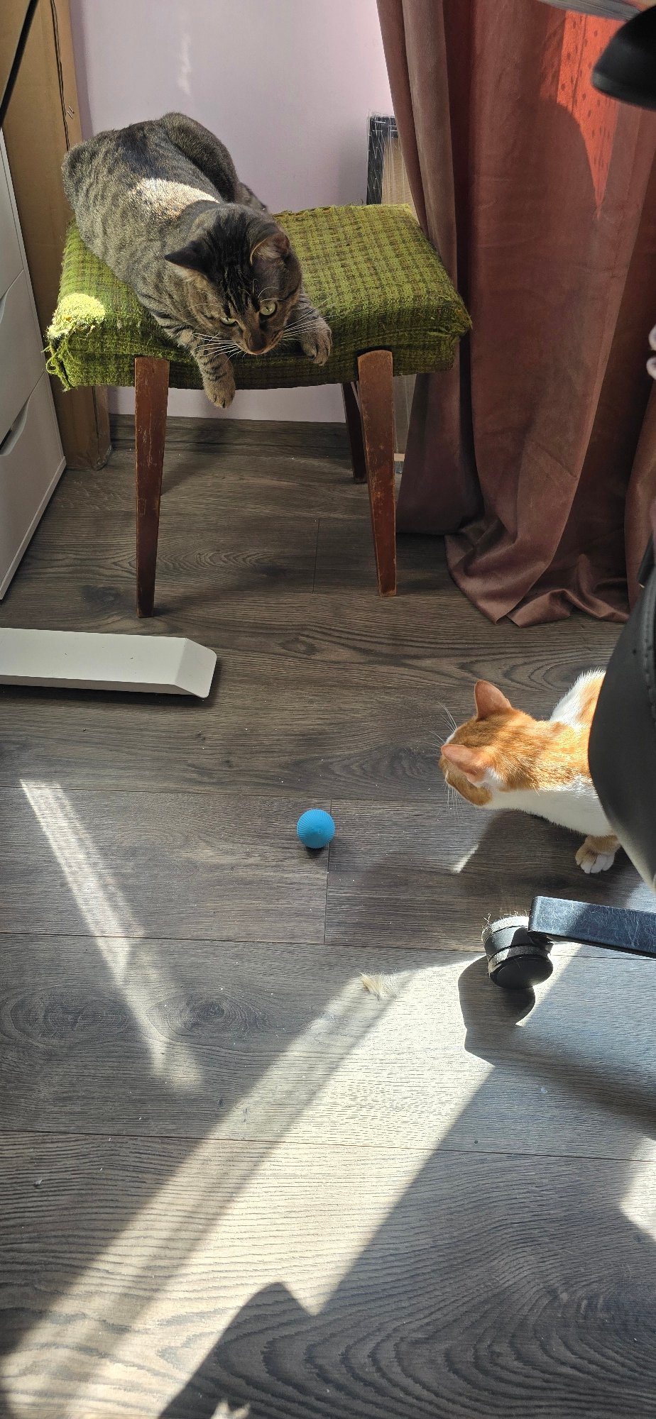 Two cats spotted indoors on sunny morning in Burgas