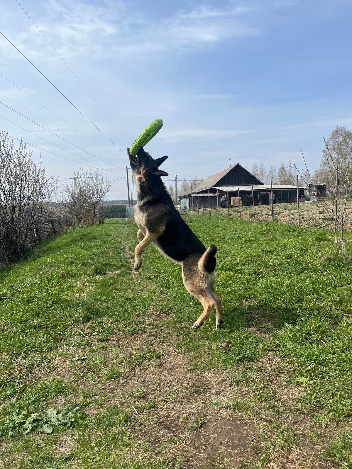 German Shepherd plays with green toy in Nizhny Tagil field