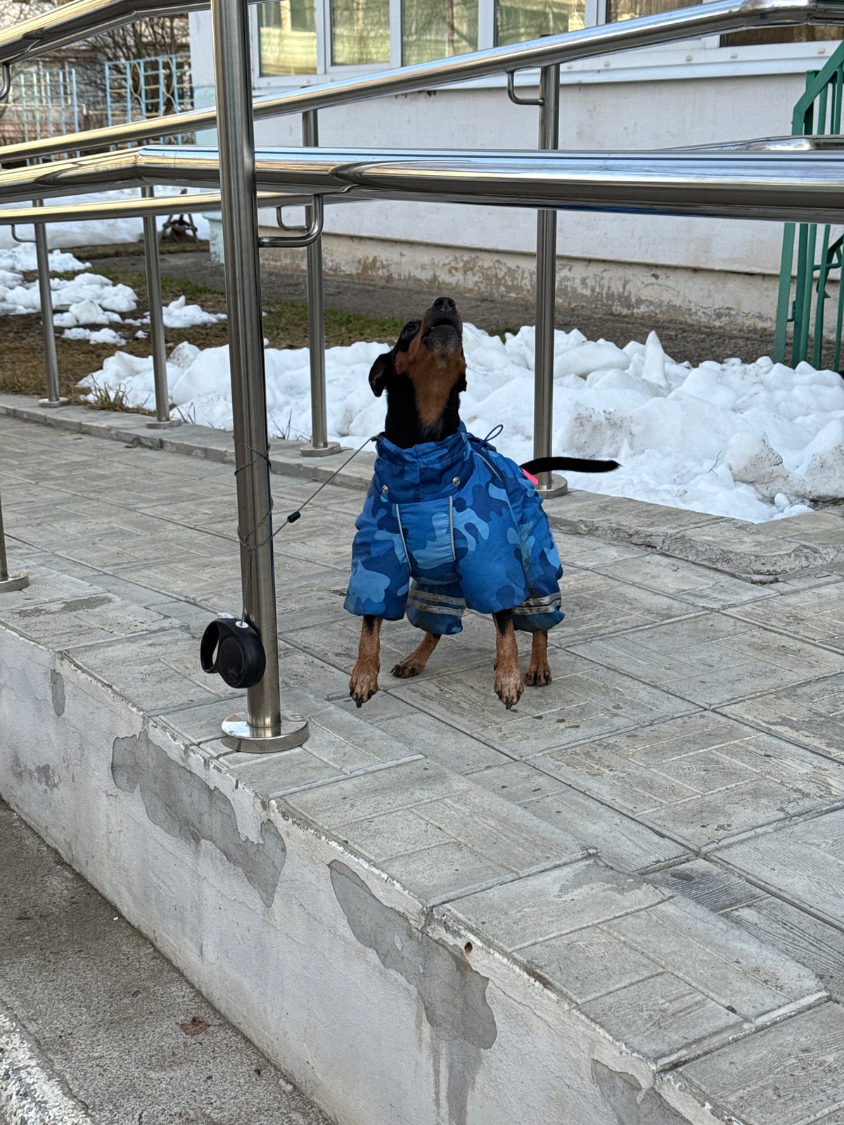 Dog in camouflage coat spotted on walkway in Chaikovsky