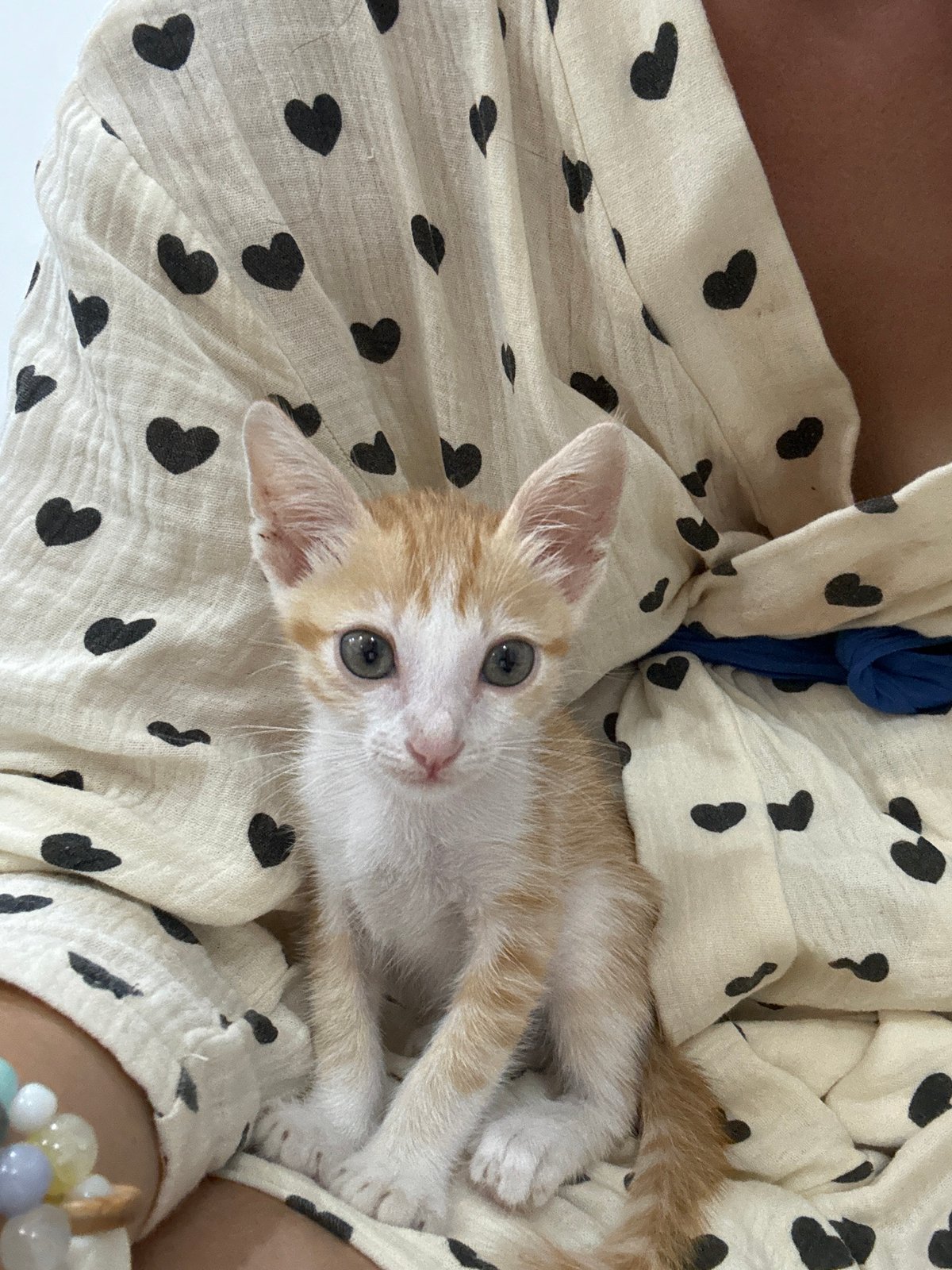 Family spends afternoon with new kitten in Mũi Né home