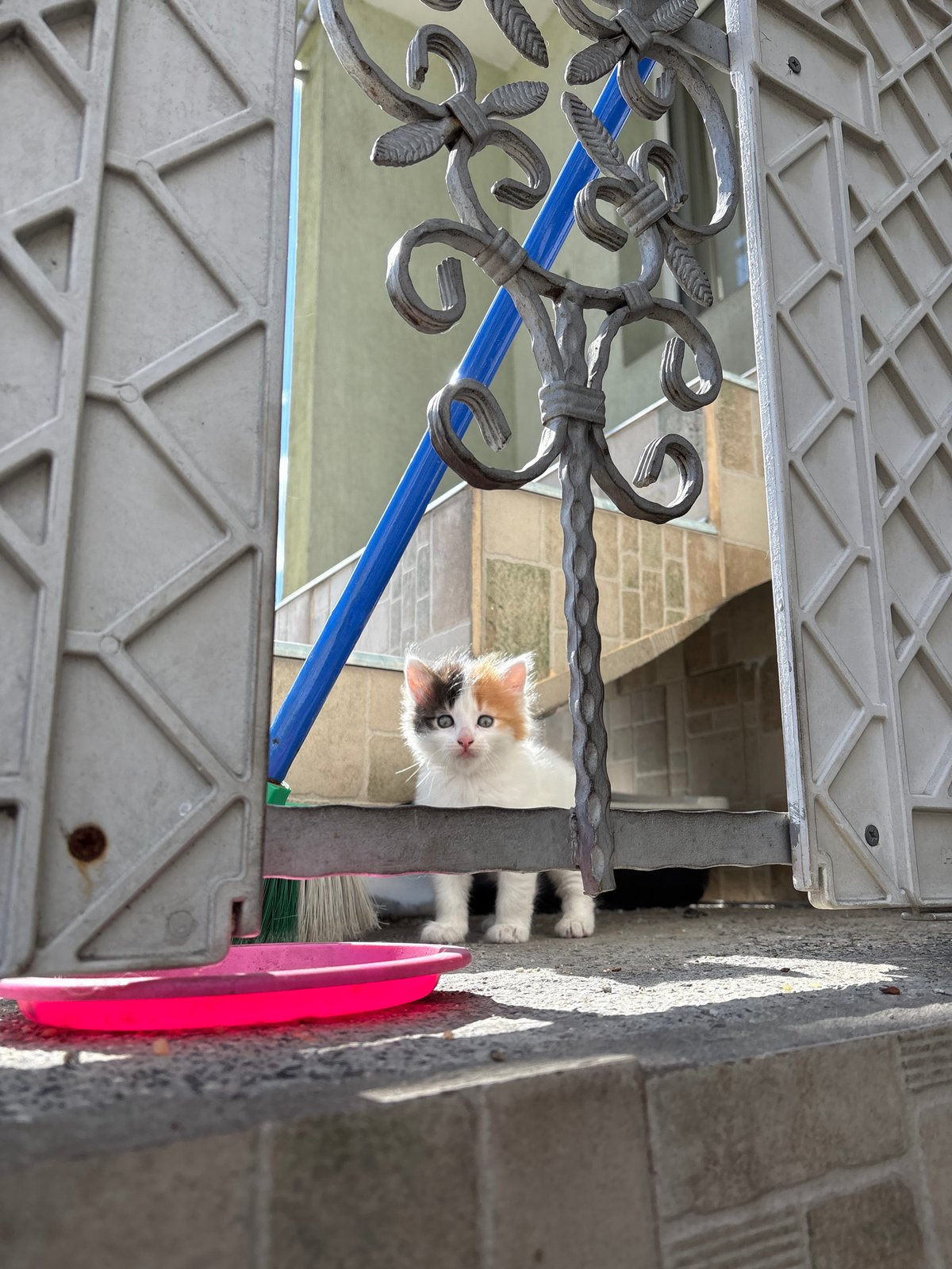 Tricolor kitten with blue eyes spotted in Panagyurishte, Bulgaria