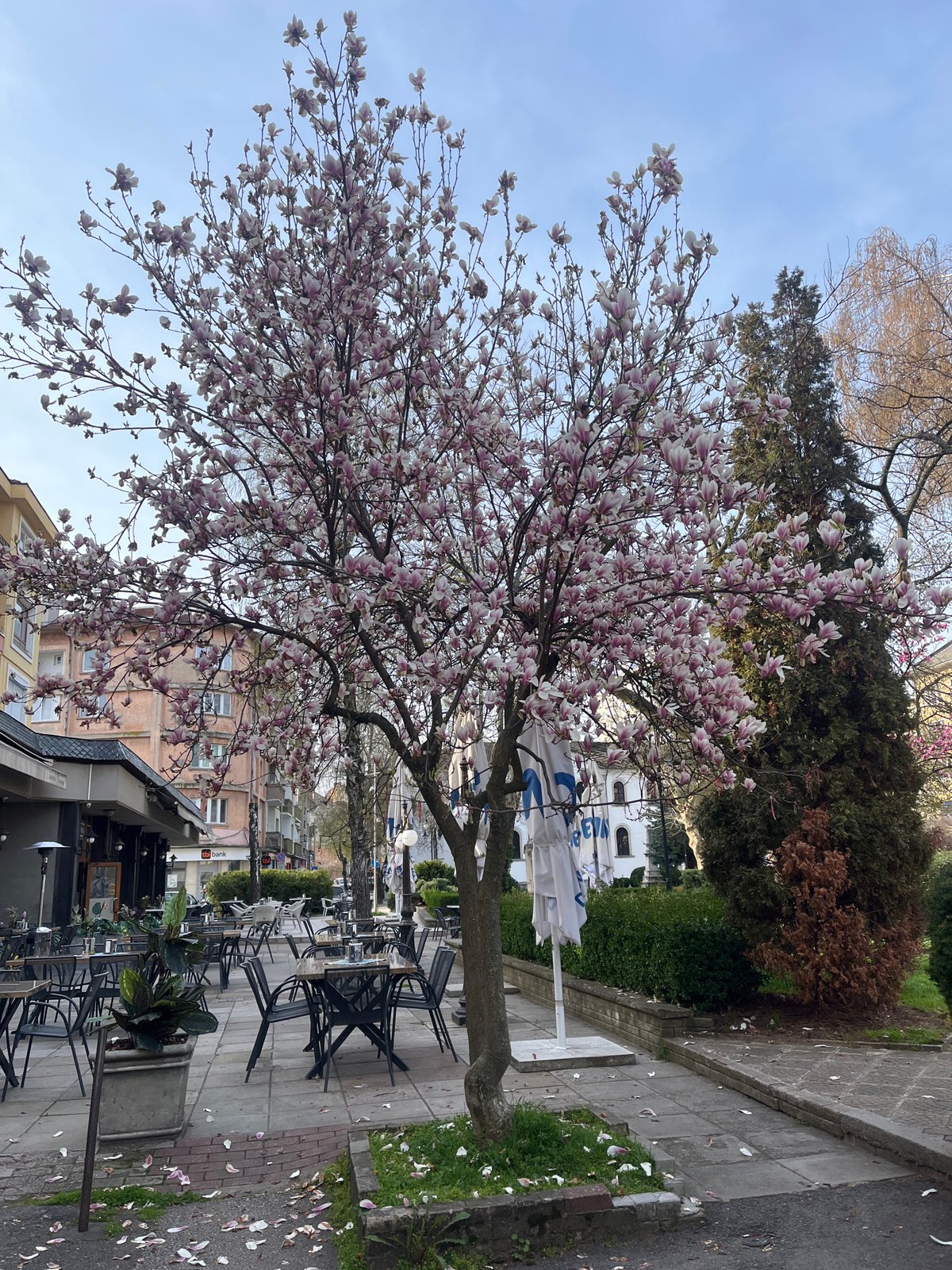 Spring blooms and traditional architecture observed in Gabrovo, Bulgaria