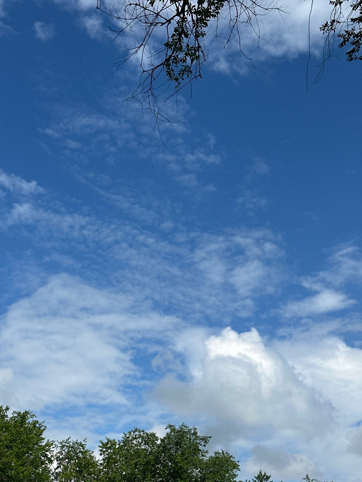 Summer garden morning: ripe fruit, wild mushrooms, and blue skies