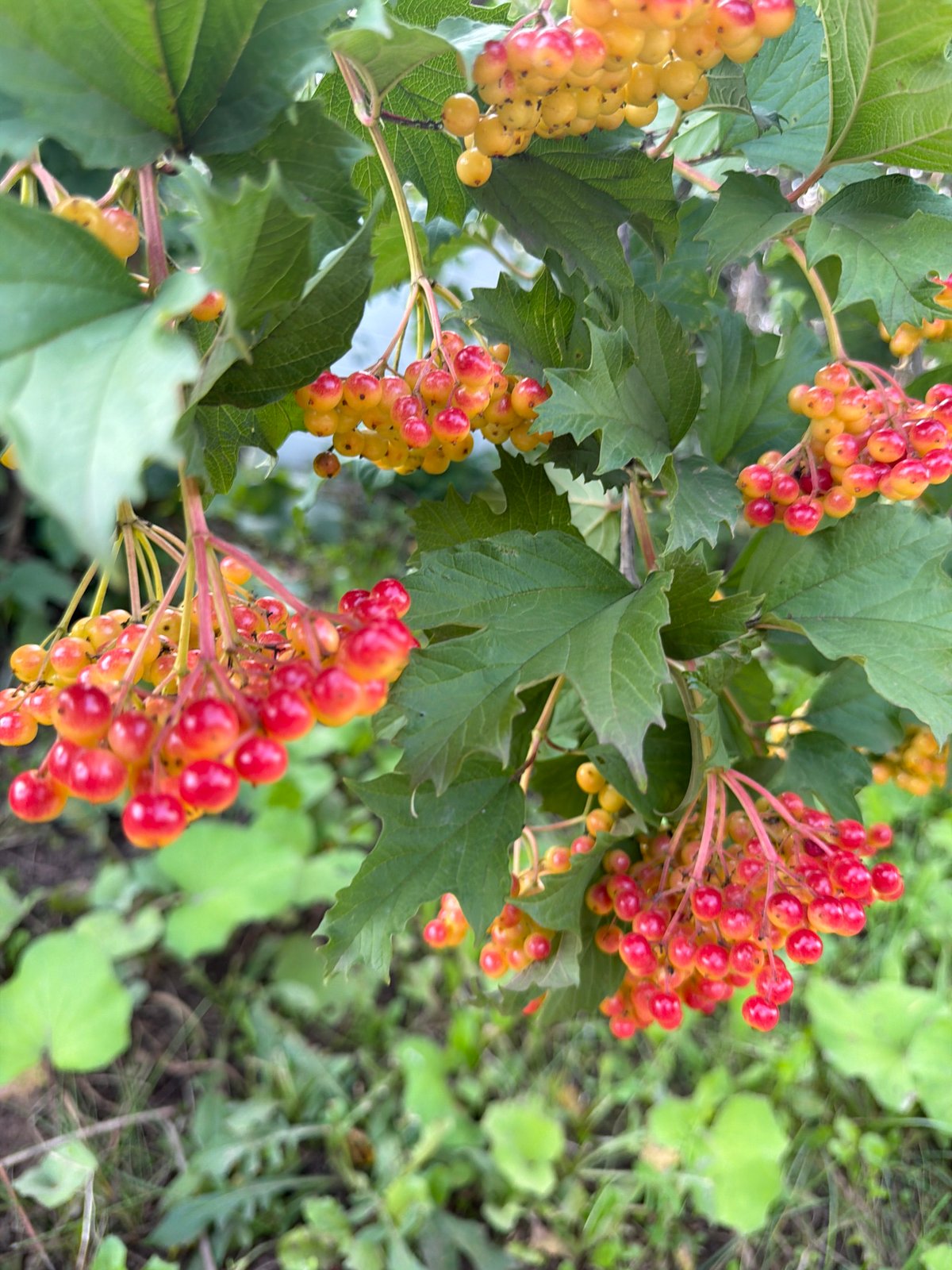 Berries and pine foliage in a Russian summer garden