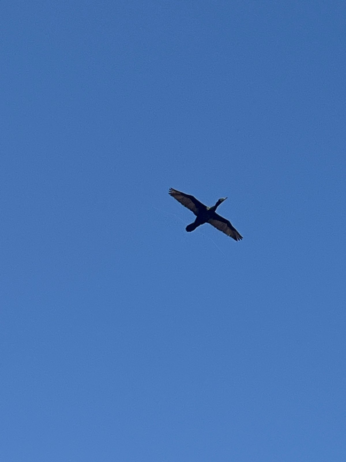 Vultures, seagulls, and jogger spotted along Arica-Chacalluta coast