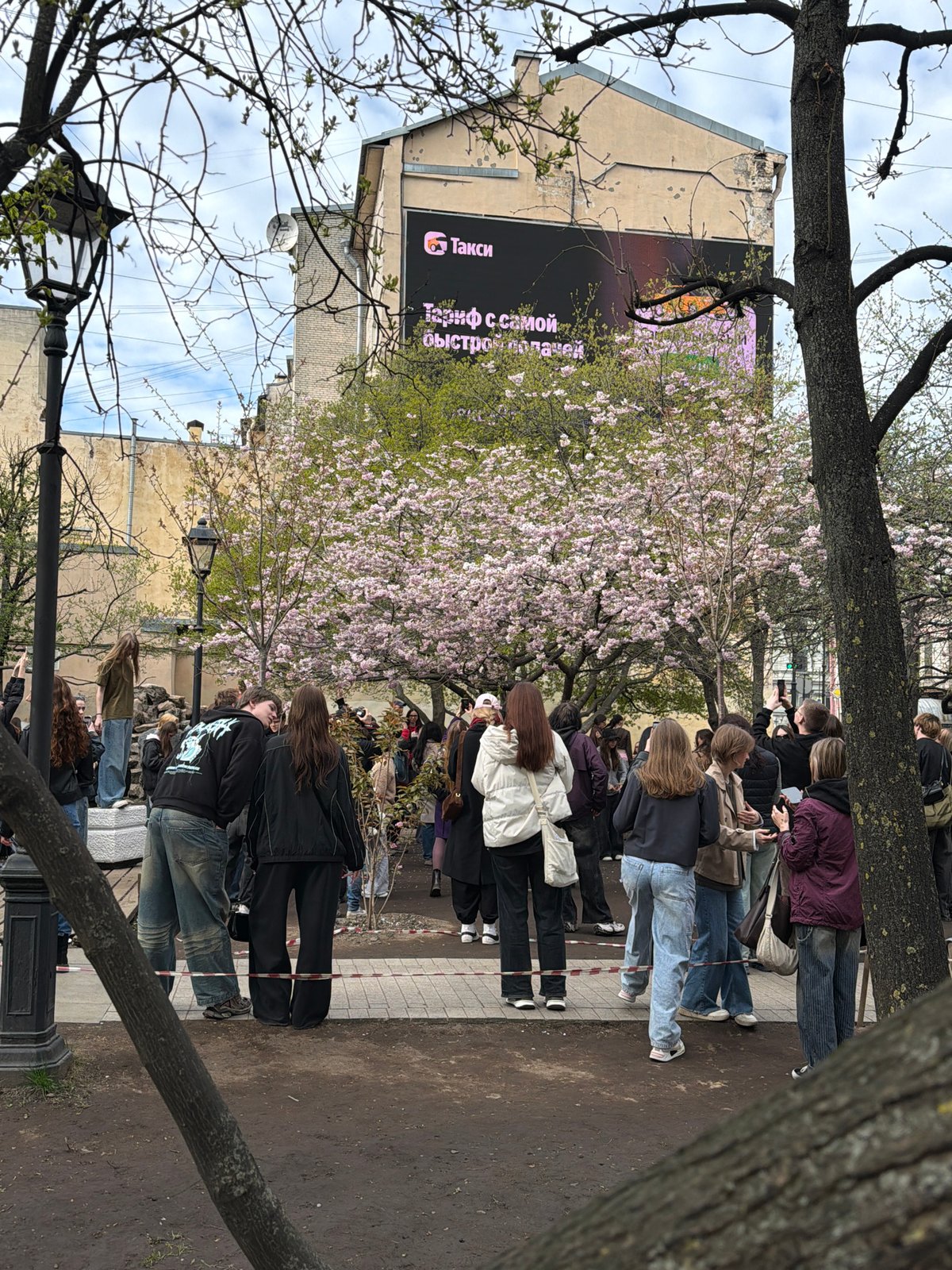 Spring cherry blossoms draw crowds in Saint Petersburg