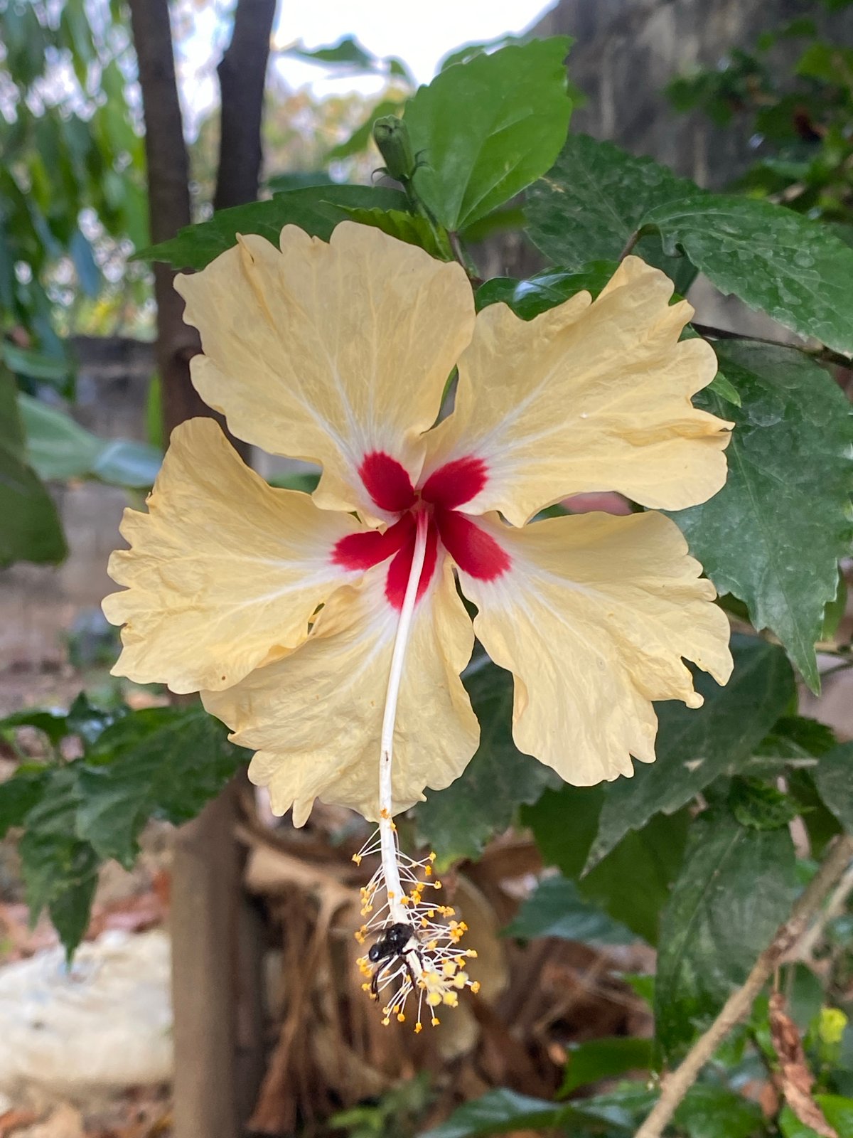 Hibiscus flower photographed with visiting insect in Tinaquillo, Venezuela