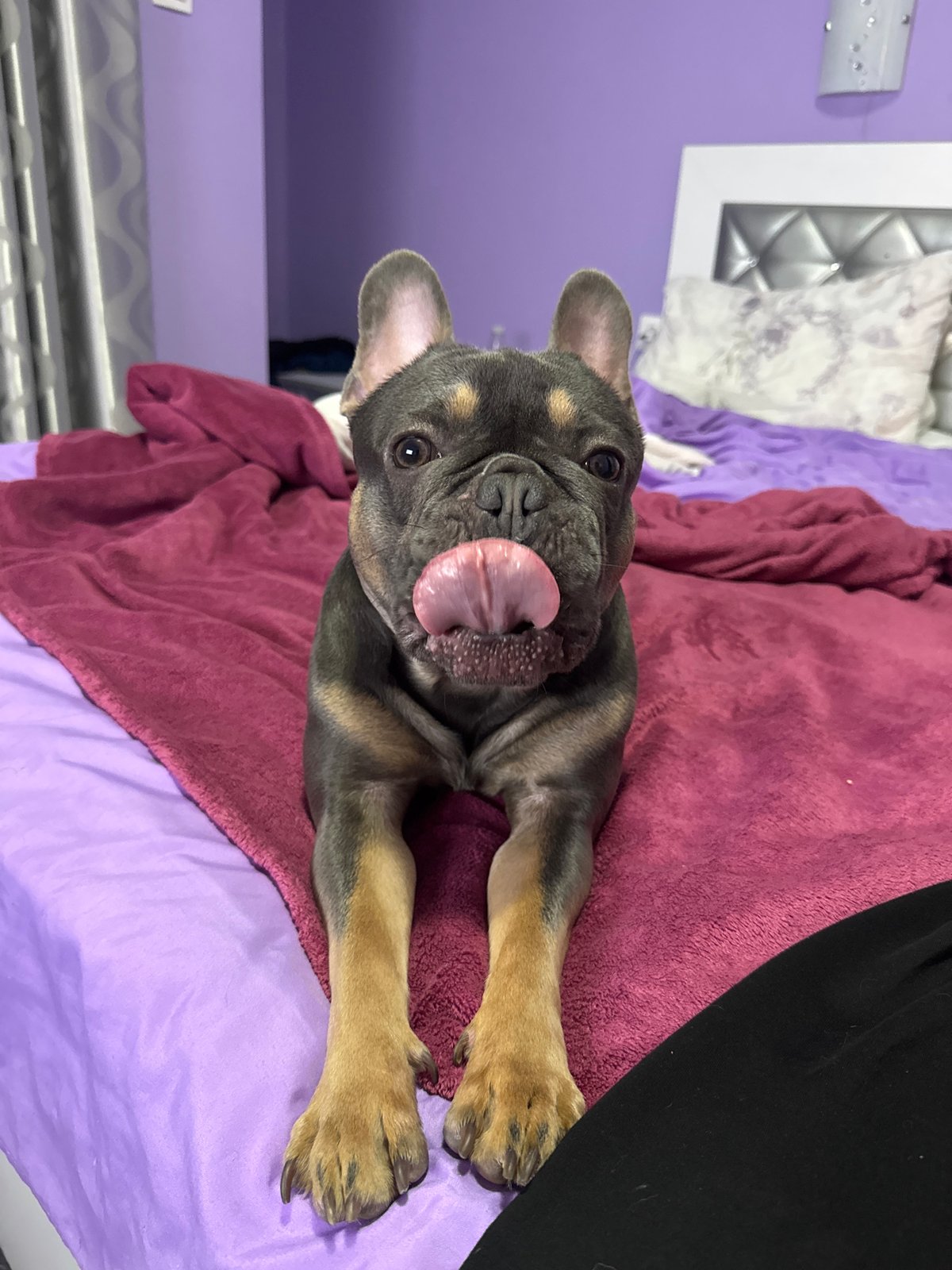 French Bulldog Puppies Photographed Playing on Bed in Burgas