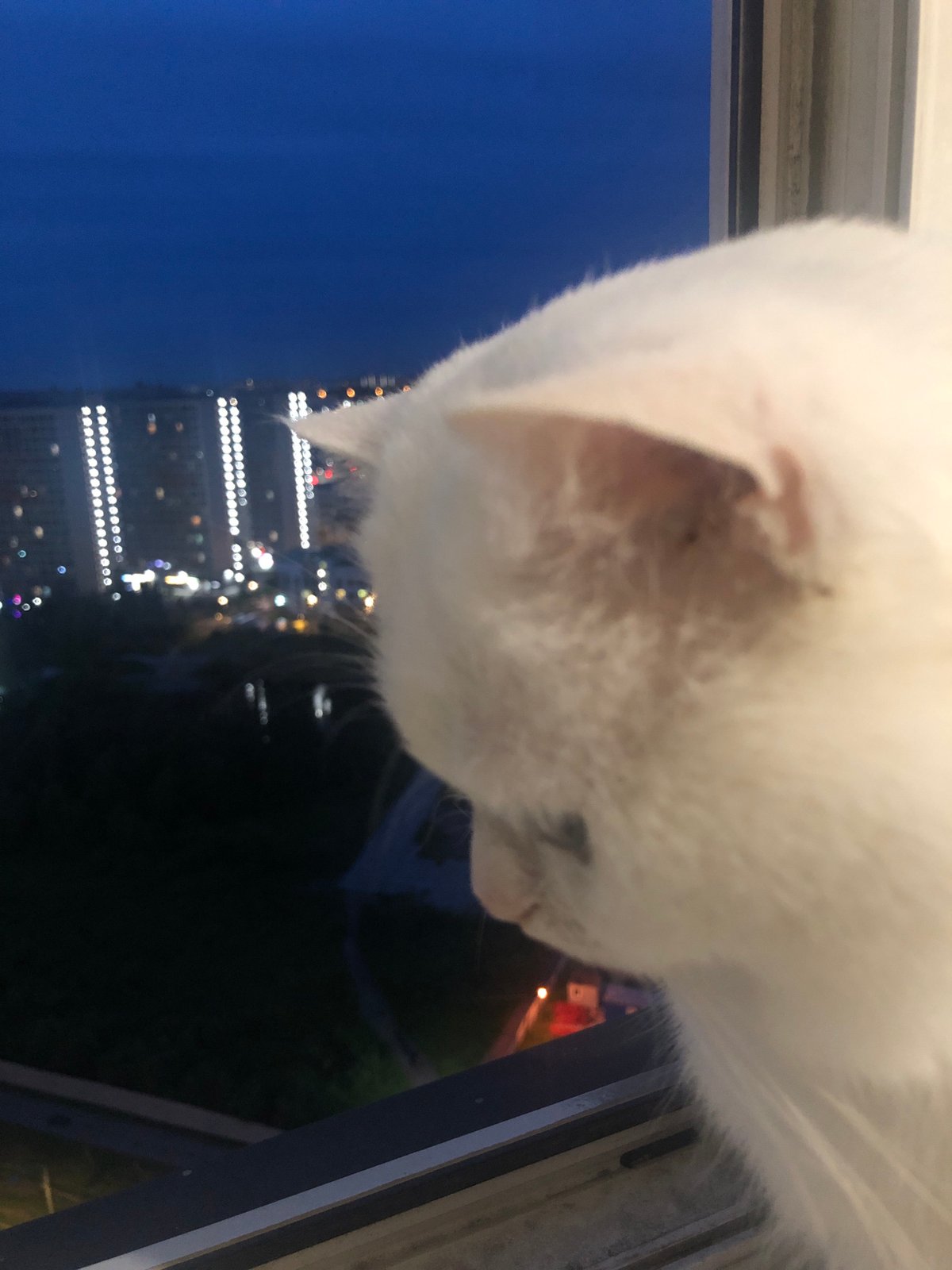 White cat watches city lights from a window at dusk