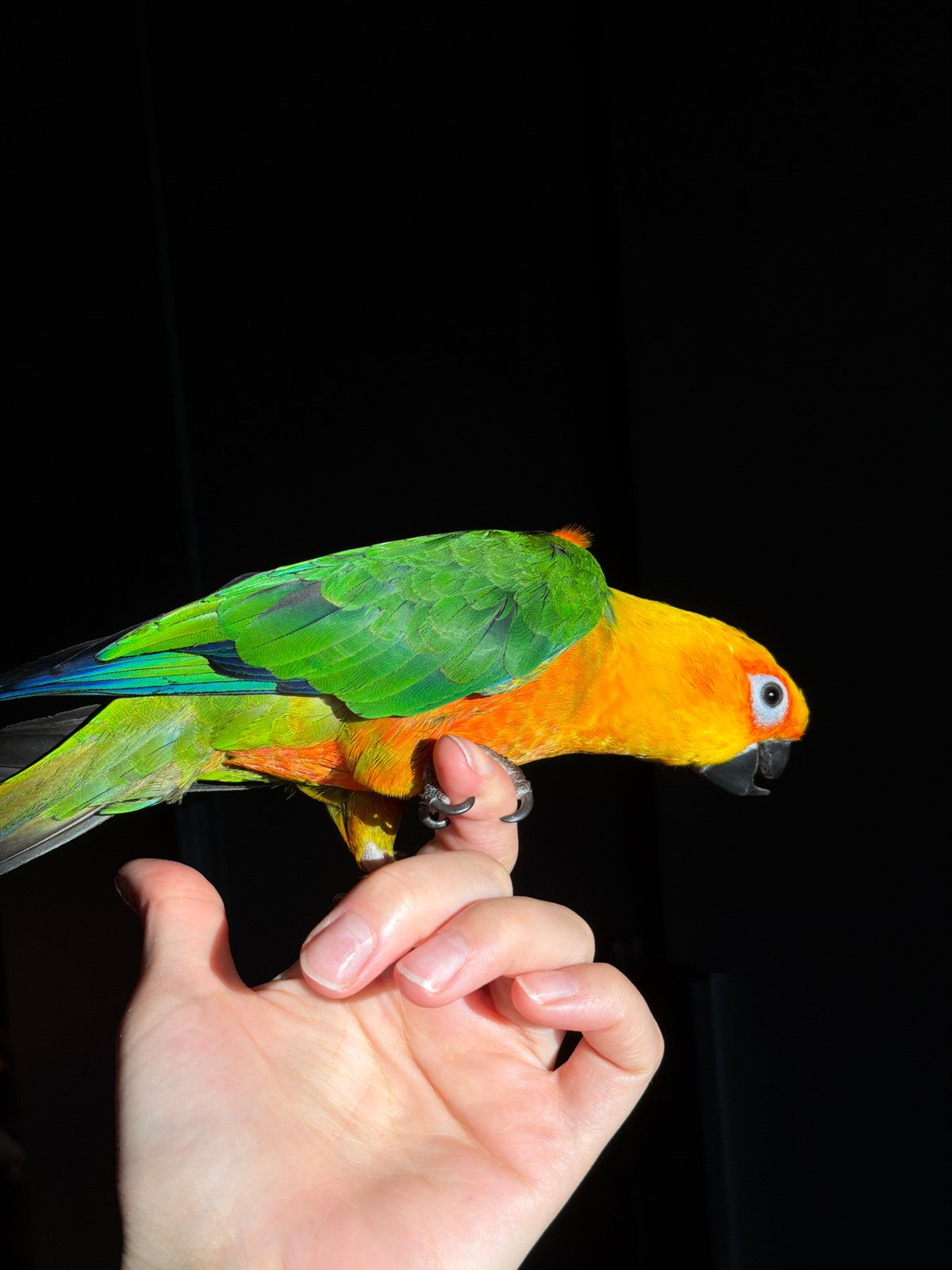 Evening stroll through Khimki features parrot encounter, memorials