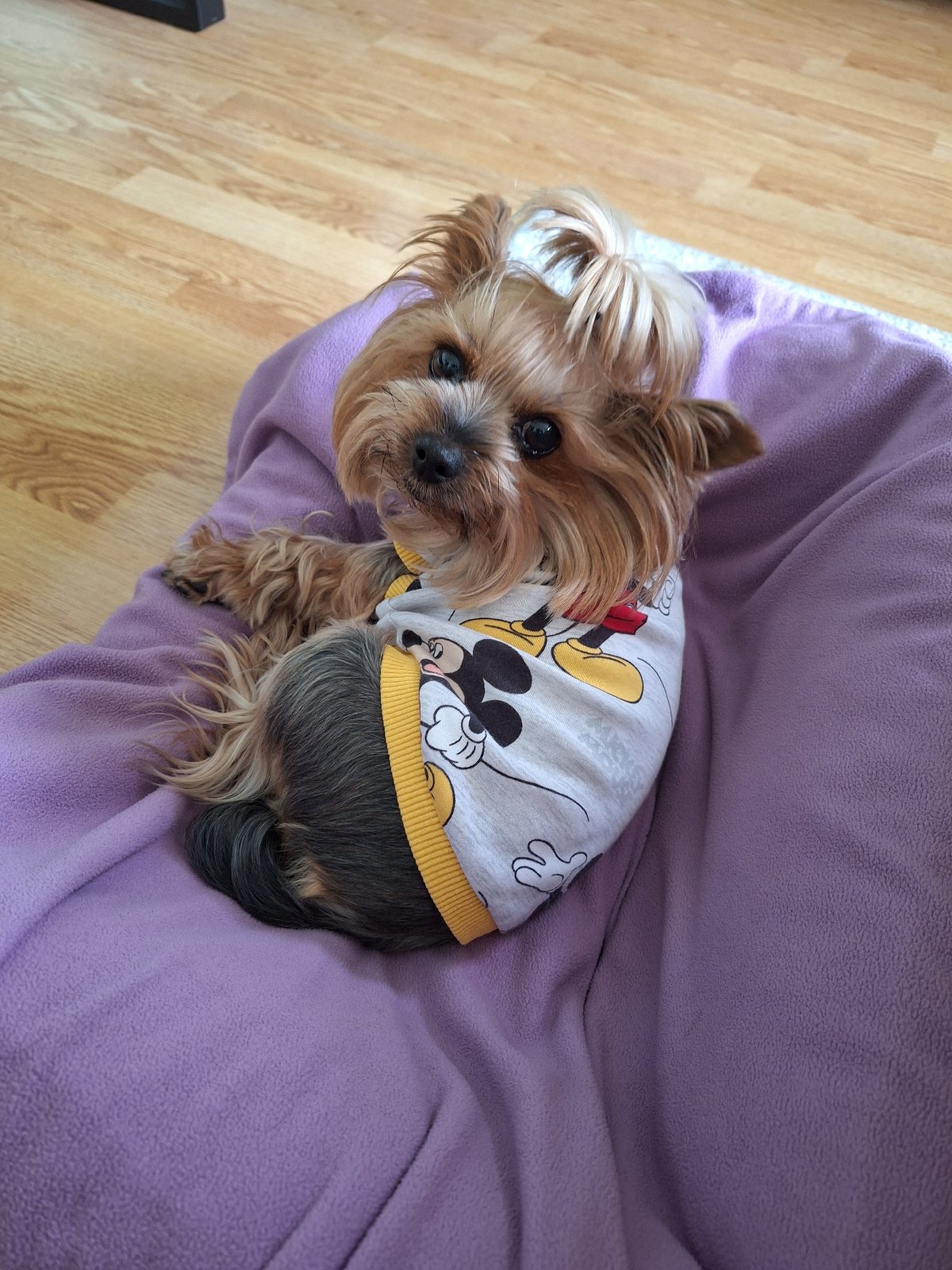 Yorkshire Terrier in Mickey Mouse shirt documented in Montana, Bulgaria