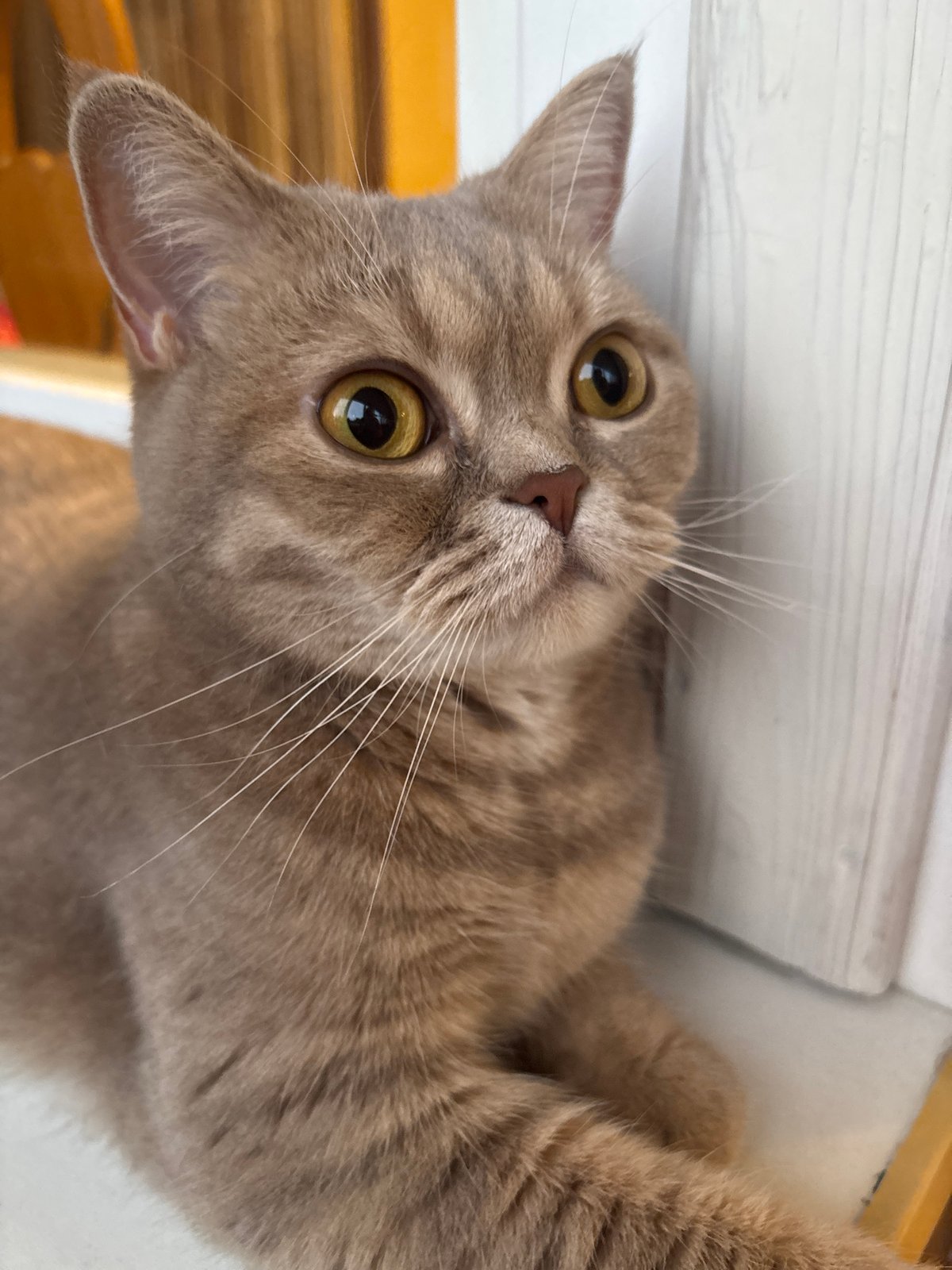 A cat on a windowsill in Chaikovsky, shot from every angle