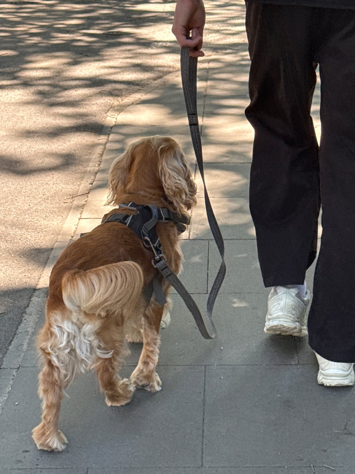 Dog walk through a sunny city neighborhood, nose to the ground