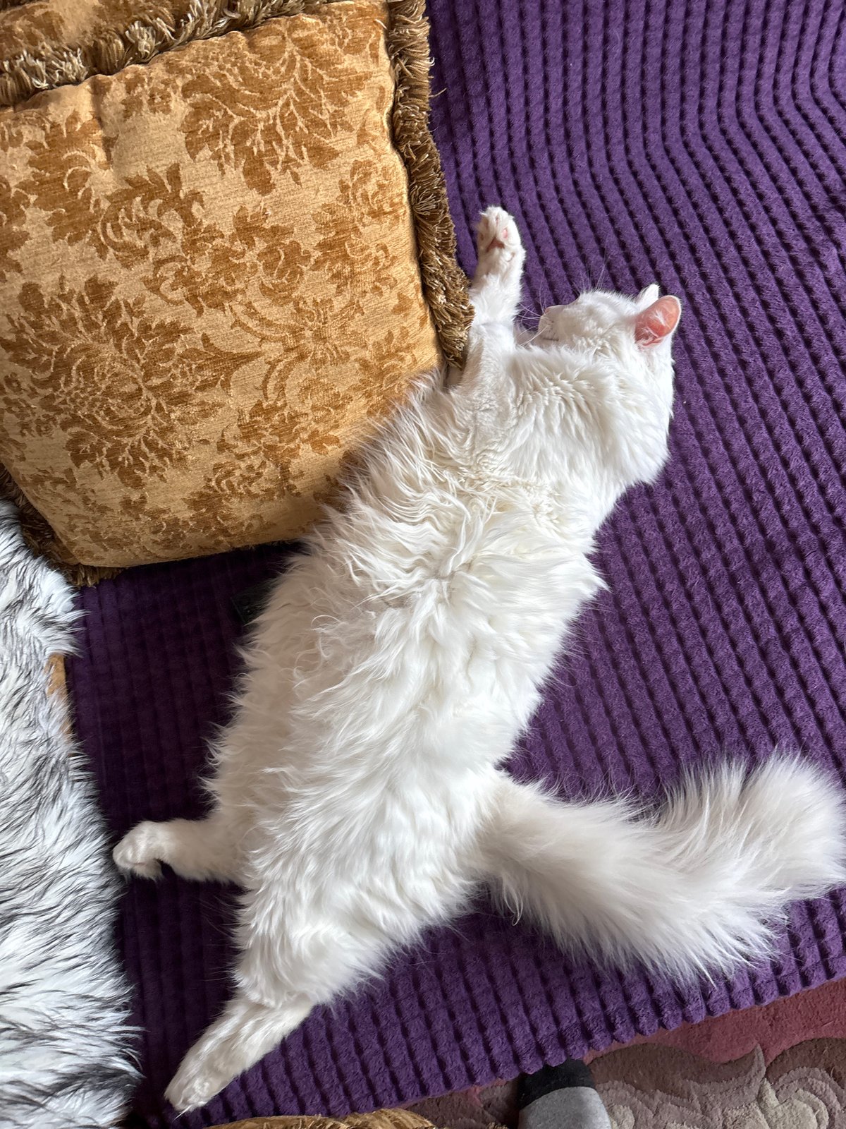 White cat spotted resting on purple surface in Minsk