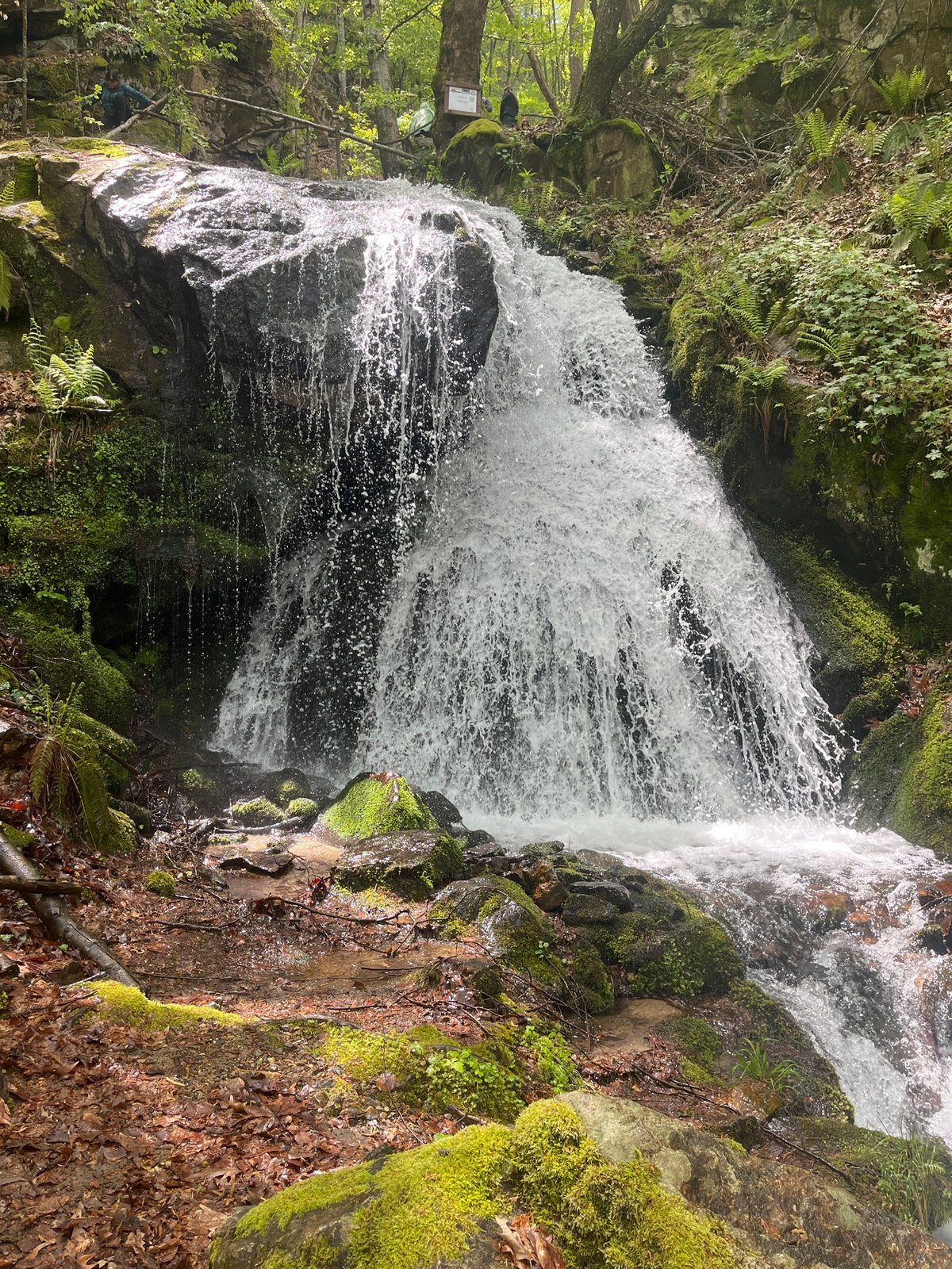 Forest waterfall documented near Kluch, Bulgaria