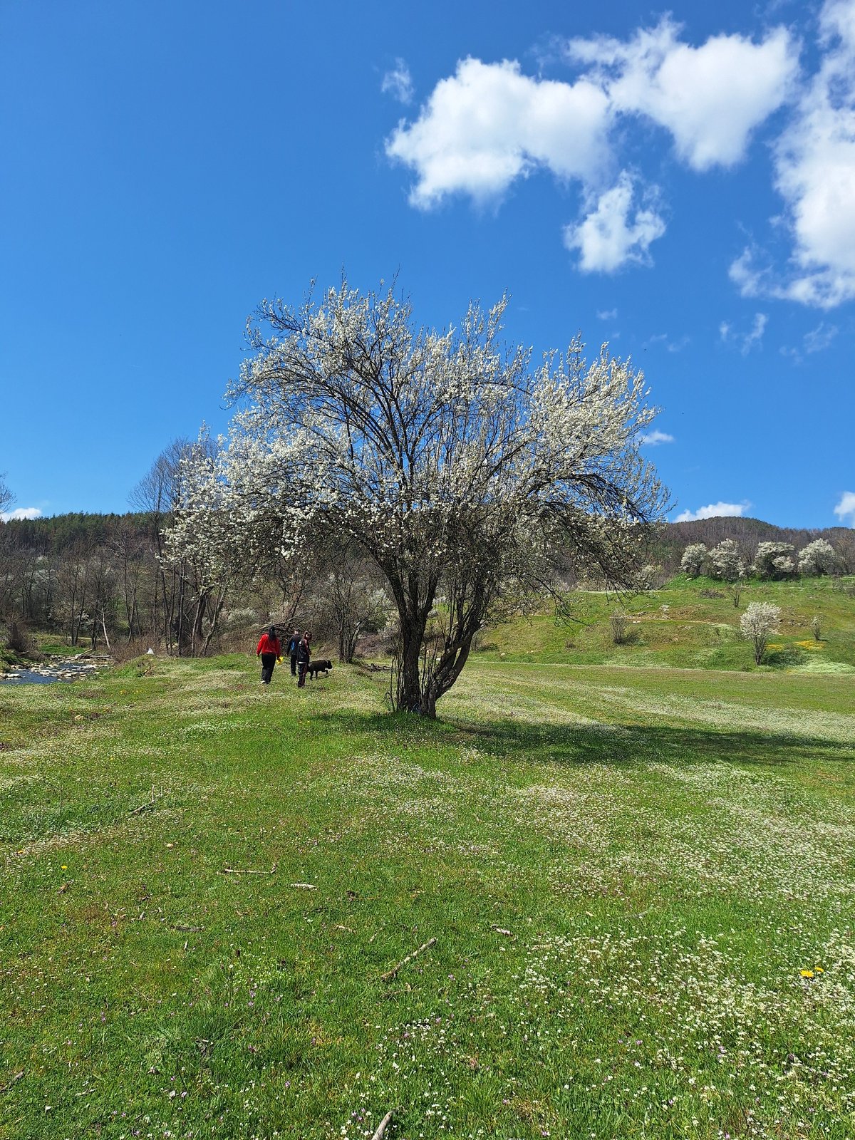Spring gathering under blossoming tree documented in Panagyurishte, Bulgaria