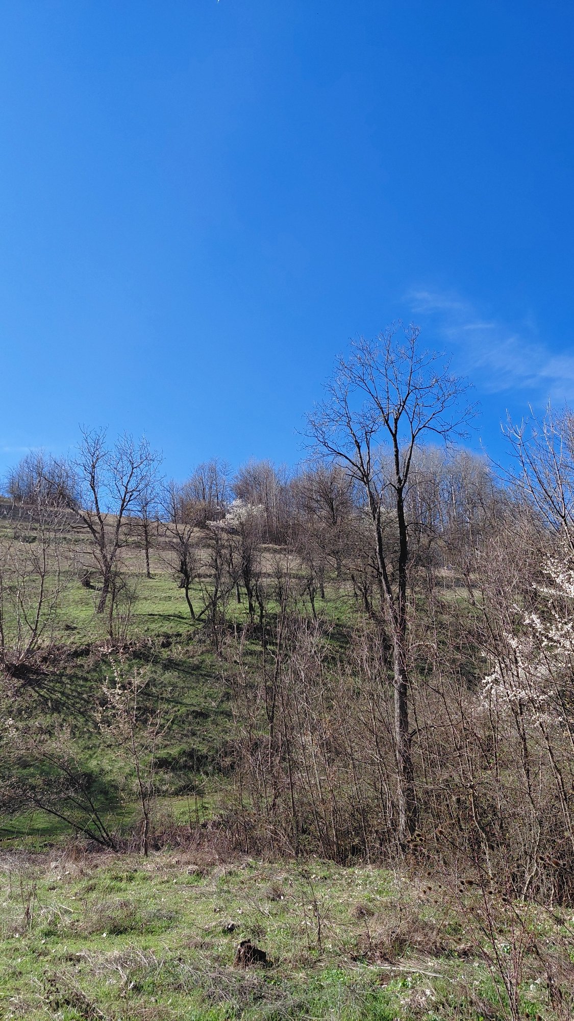 Spring landscape documented in Potok, Bulgaria shows emerging greenery