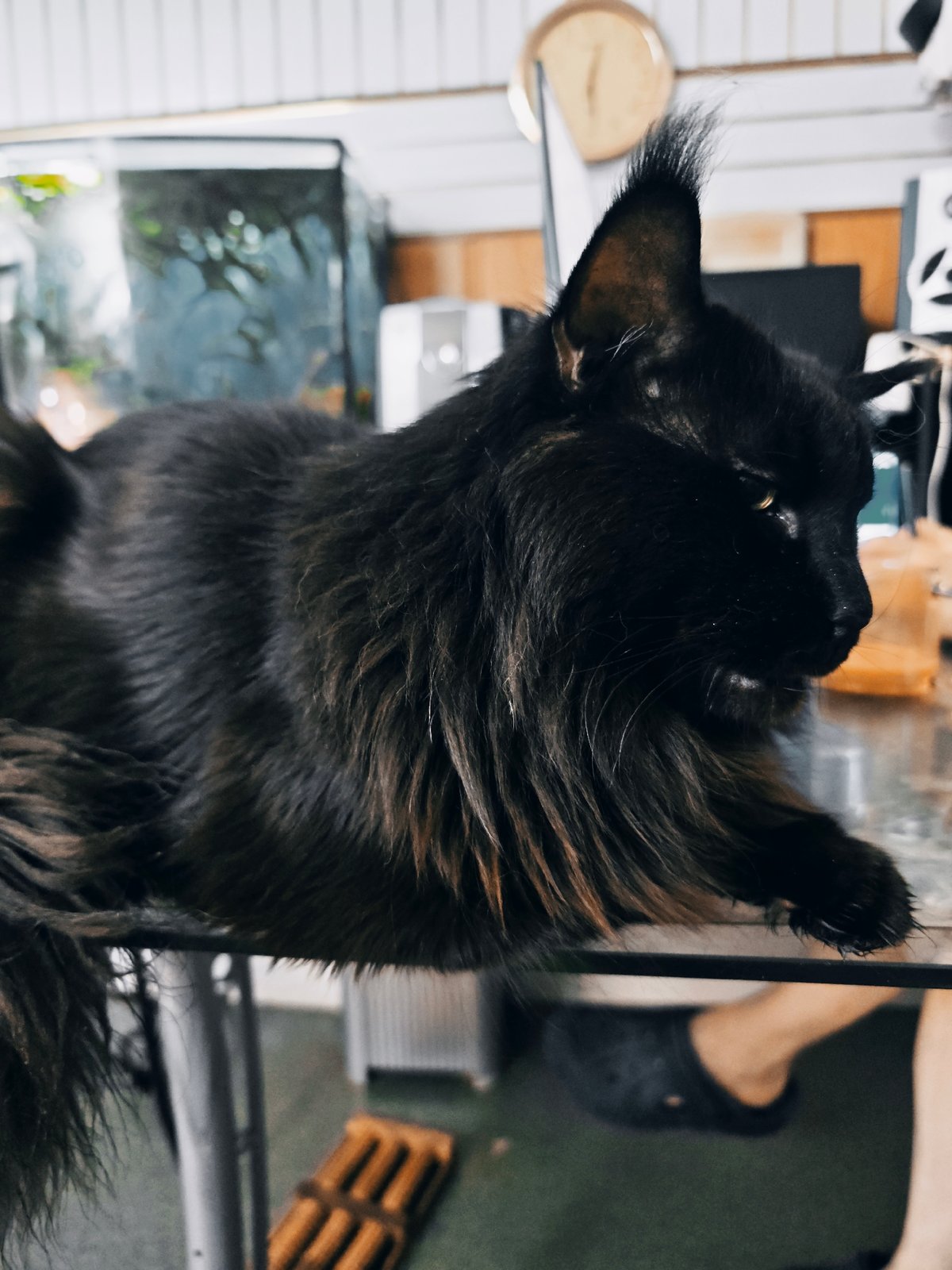 Cats, crows, and tropical fish in an Abakan home