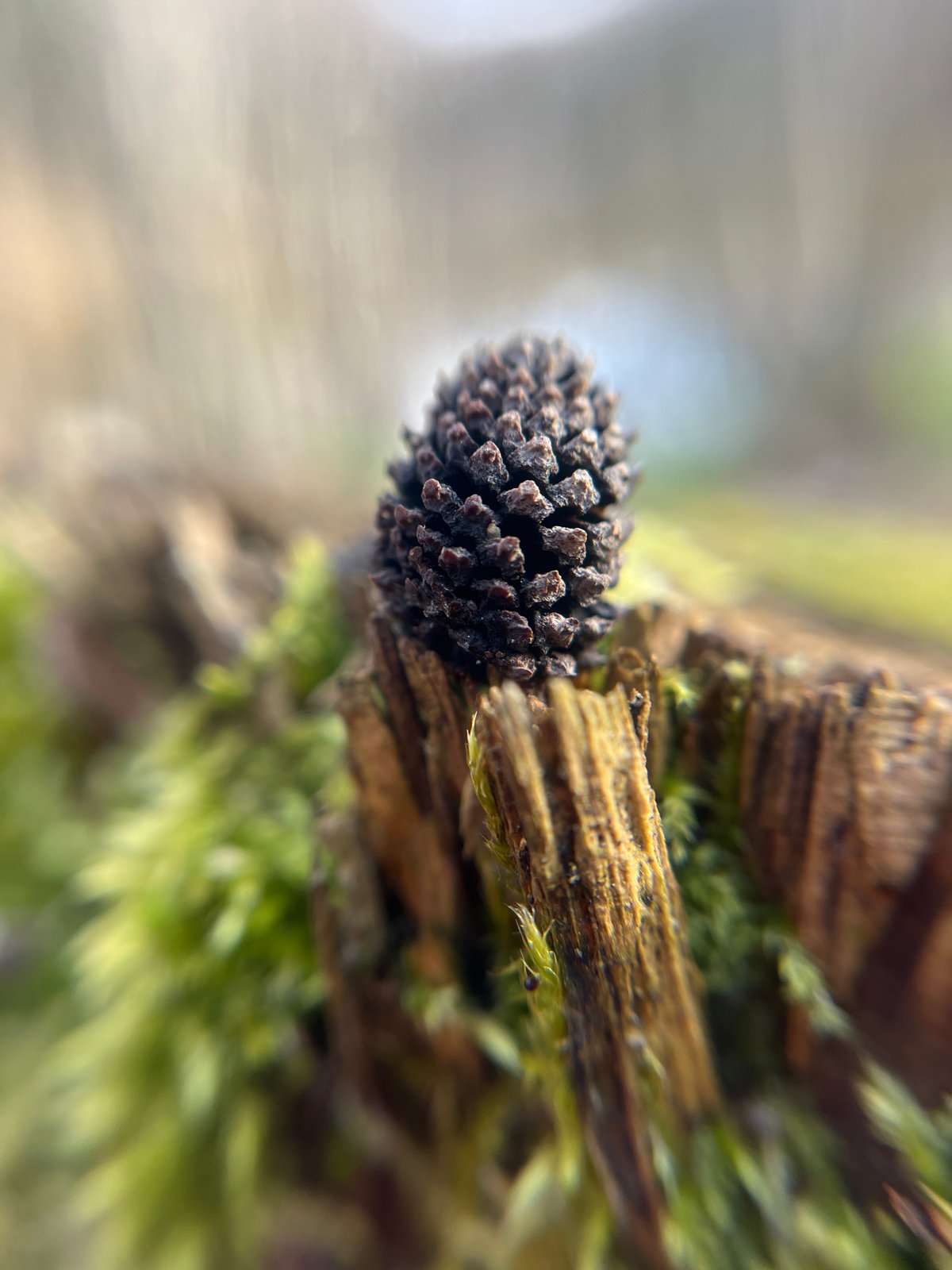 Nature photography session captures spring flora in Zhigalki, Russia
