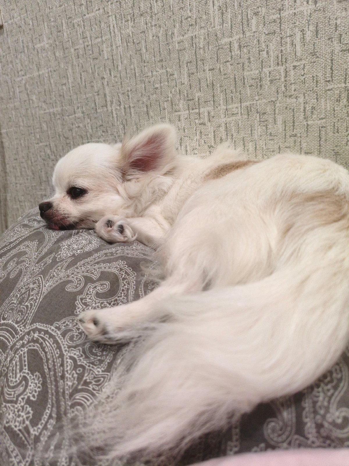 Dogs napping and a PC on display in a Chelyabinsk home