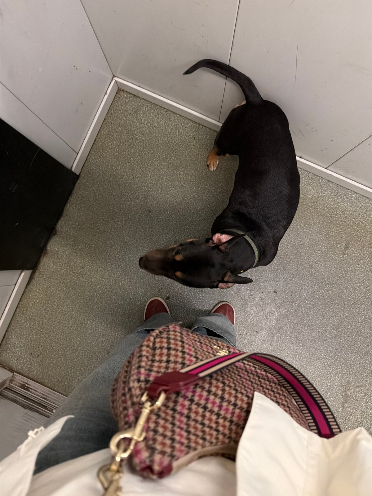 Casual moments documented in Khimki: dog, selfies, urban architecture