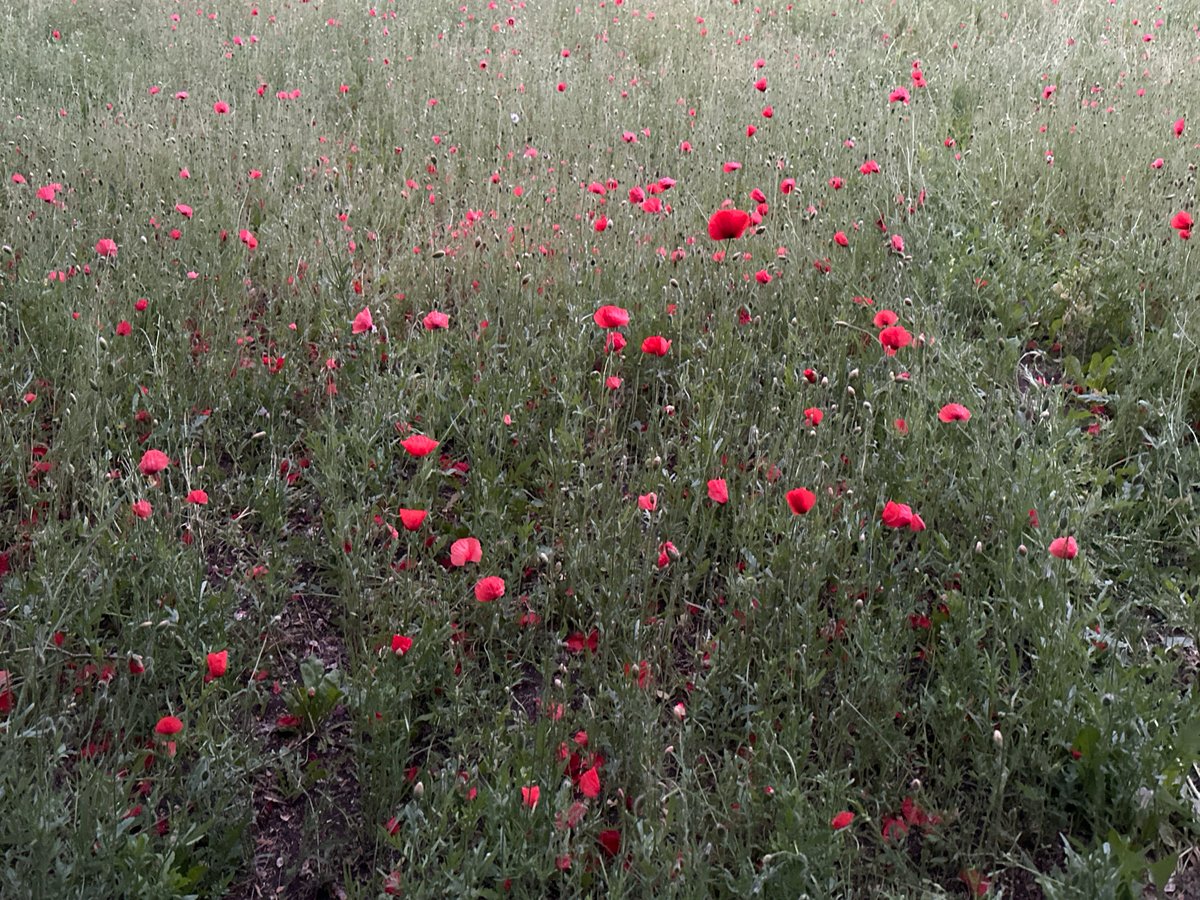Poppies, beaches, and a Bolt bike along the Tallinn waterfront