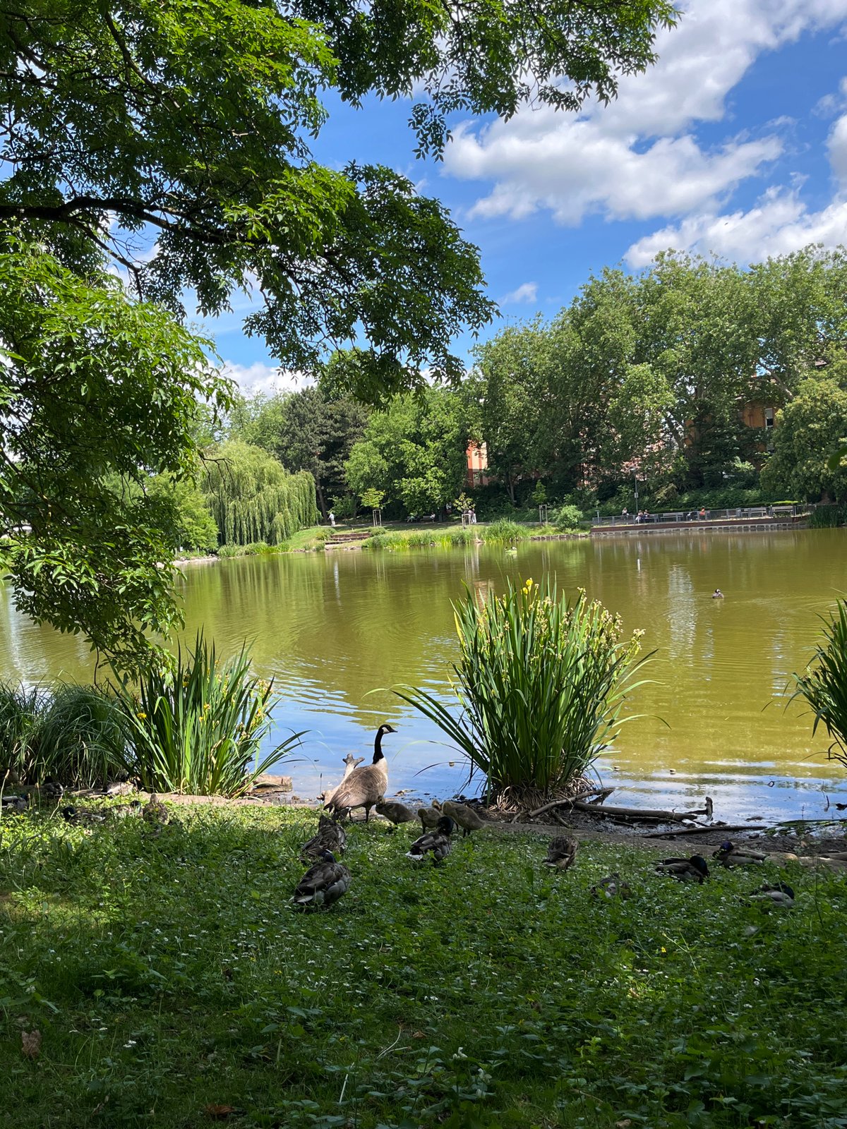 Canada goose family spotted at Landau pond