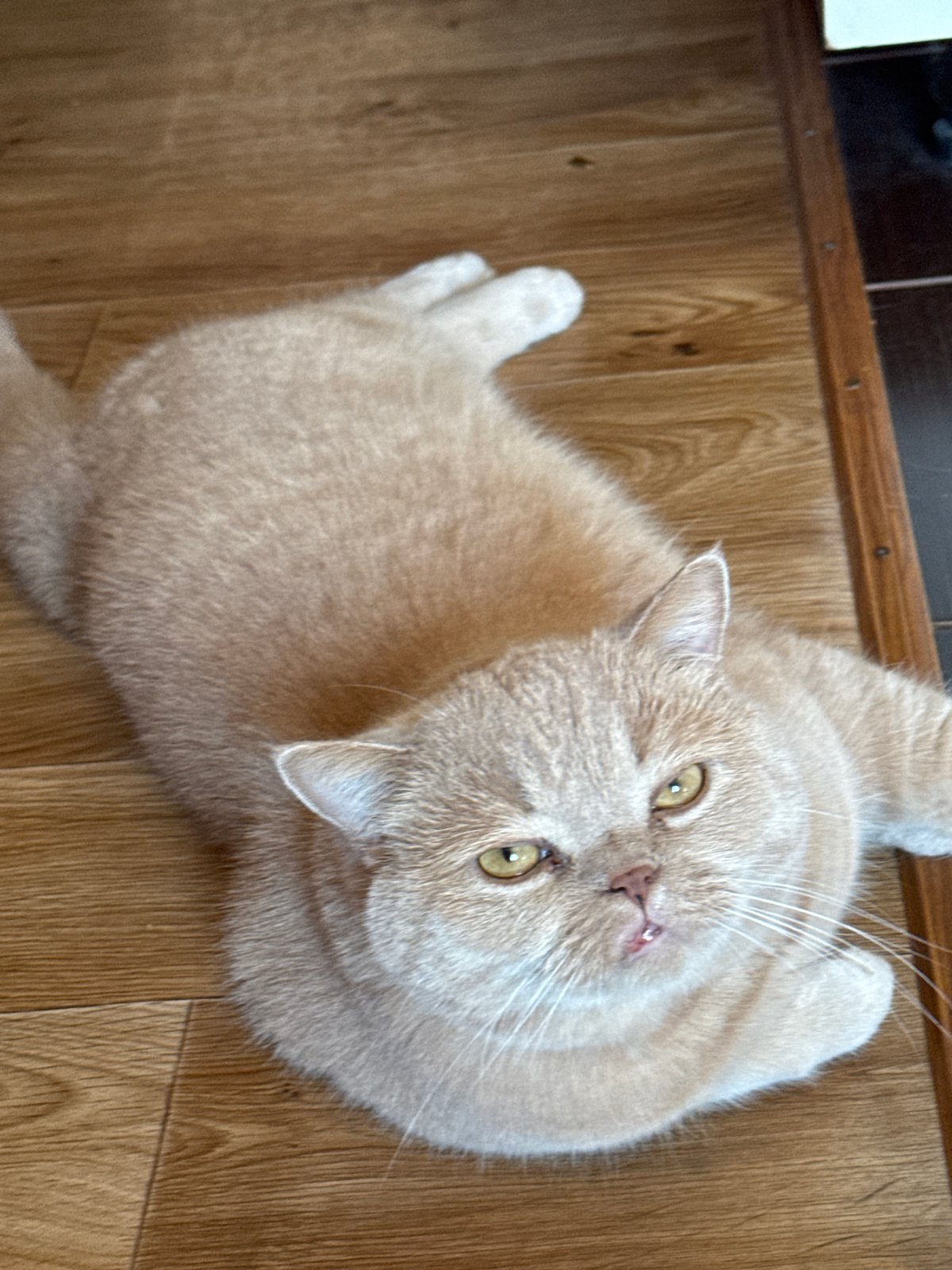 Ginger cat lounges and poses across home floors