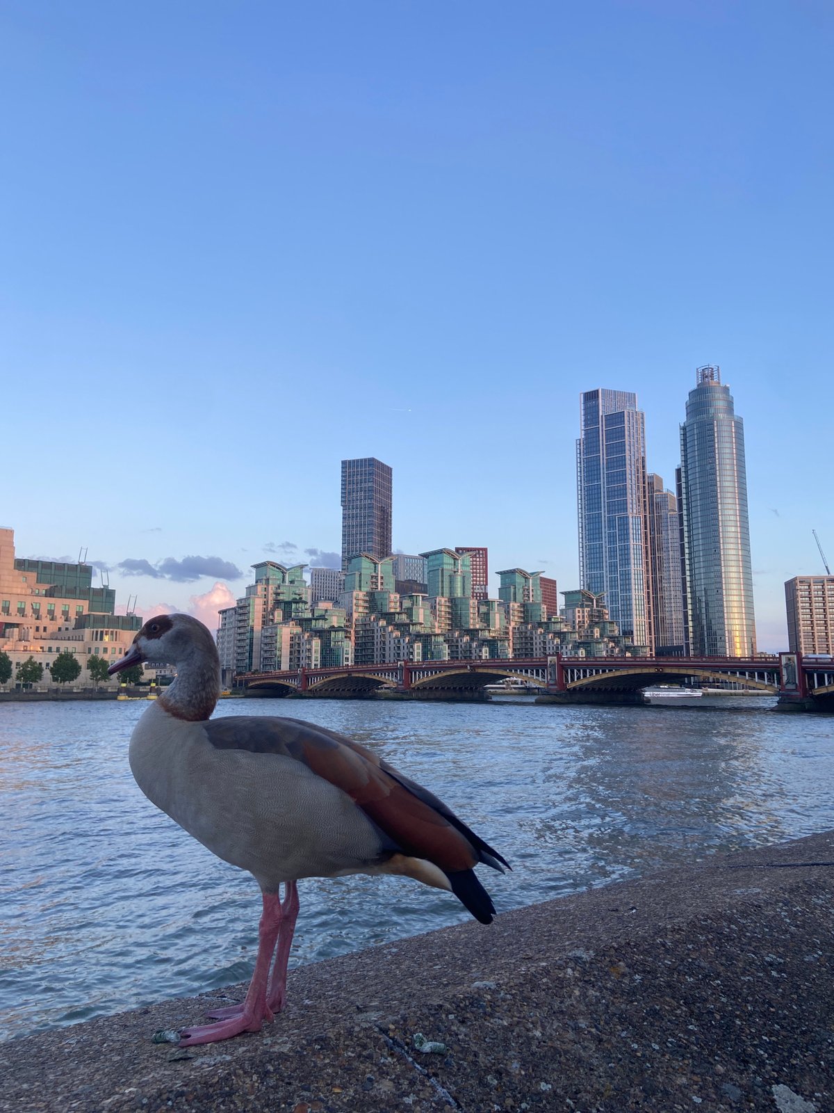 Waterfowl gather on Thames embankment in central London