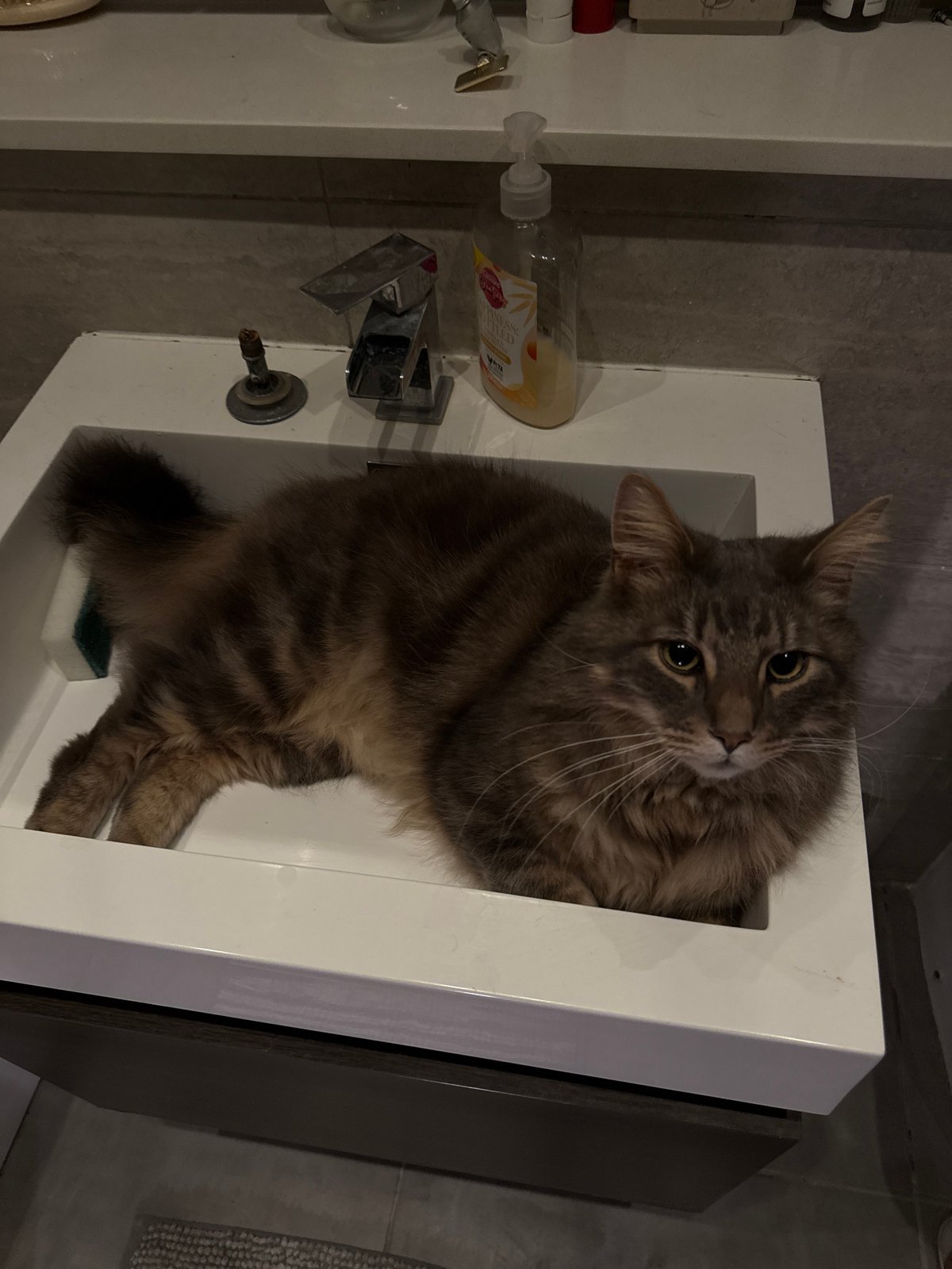 Tabby cat explores London bathroom sink and cabinet