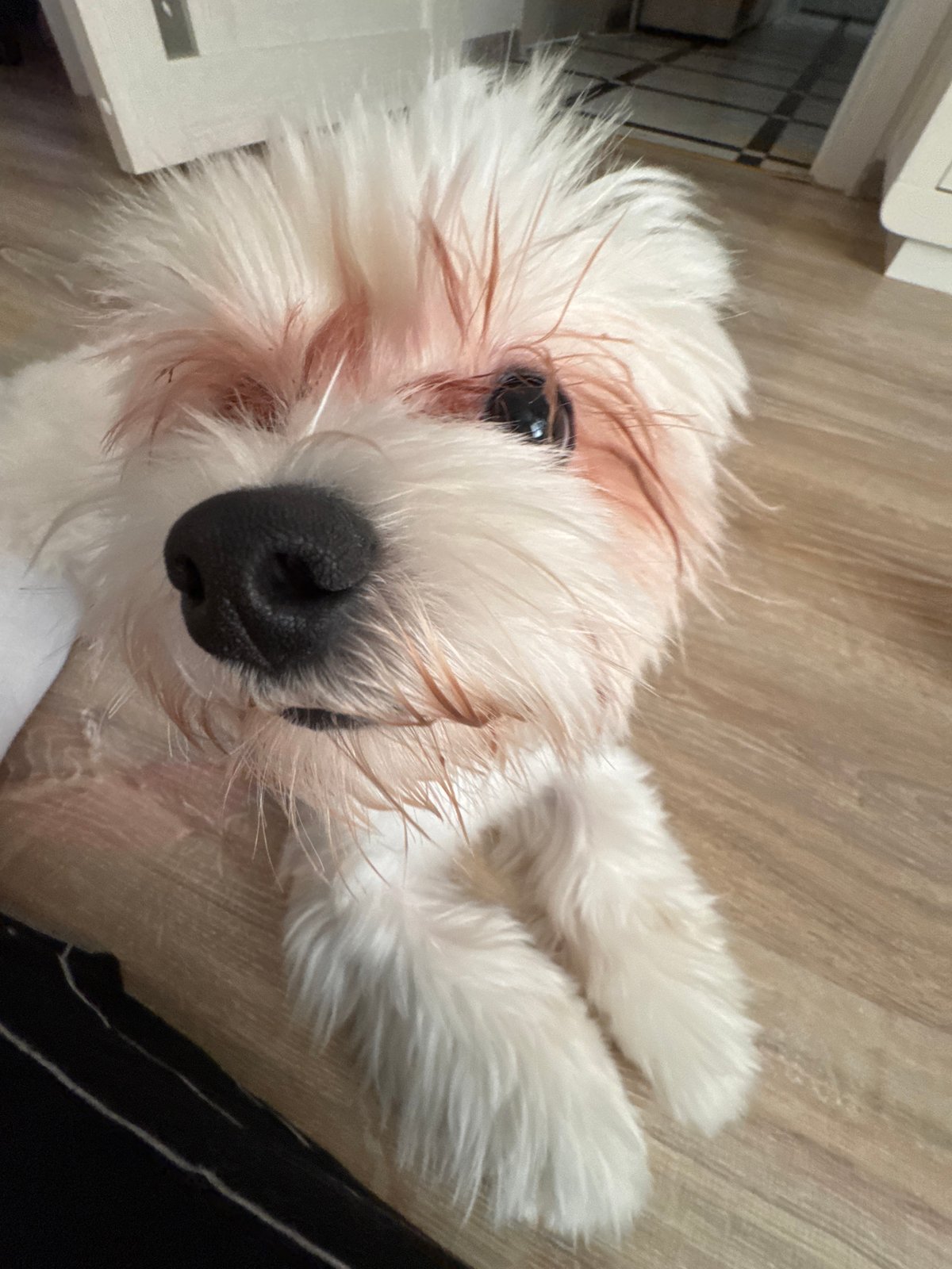 Close-up shots of a fluffy white dog at home