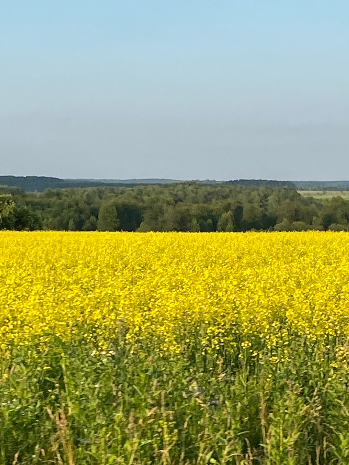 Vast rapeseed field in full bloom near Chatlyk, Russia