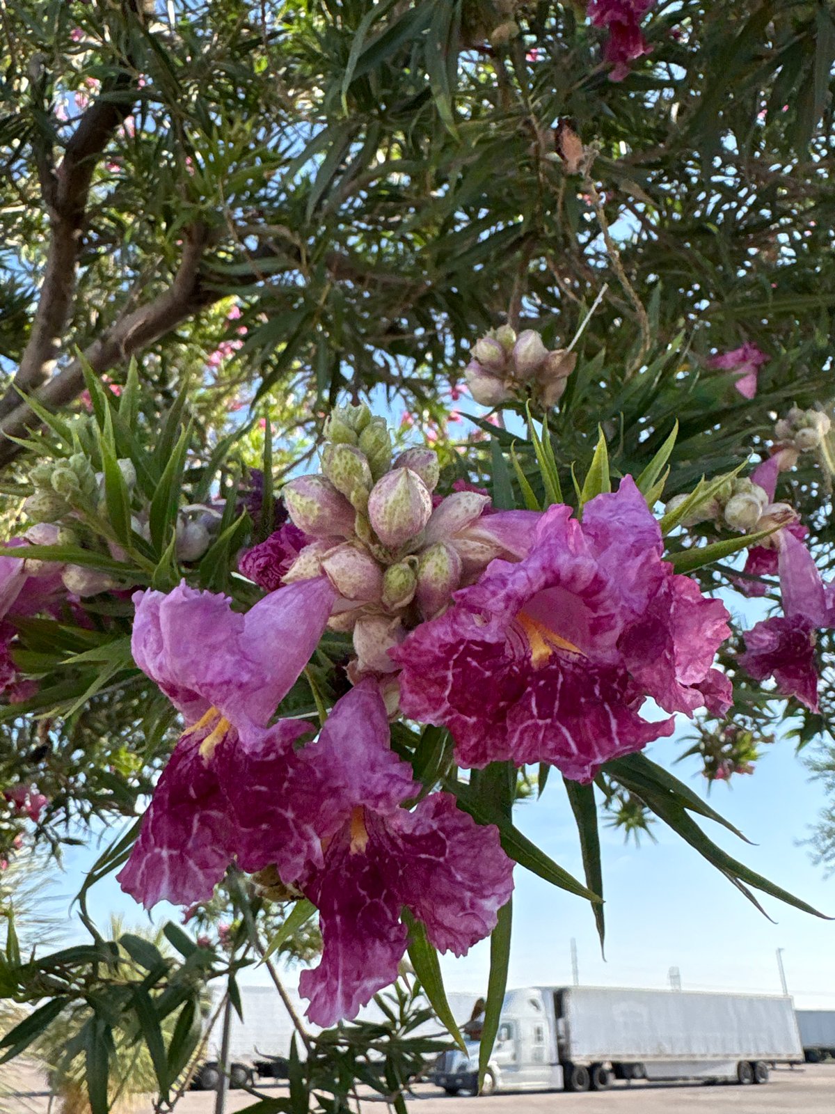 West Texas desert plants in bloom, July 2026