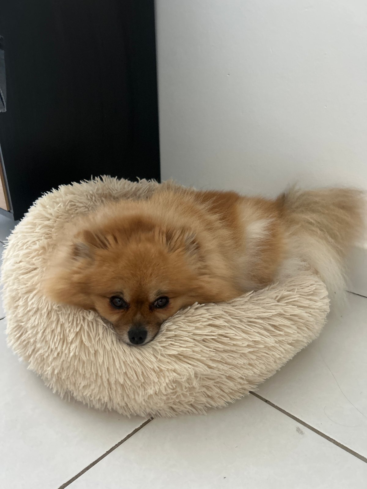 Woman takes casual selfies with sleeping dog in Cannes home