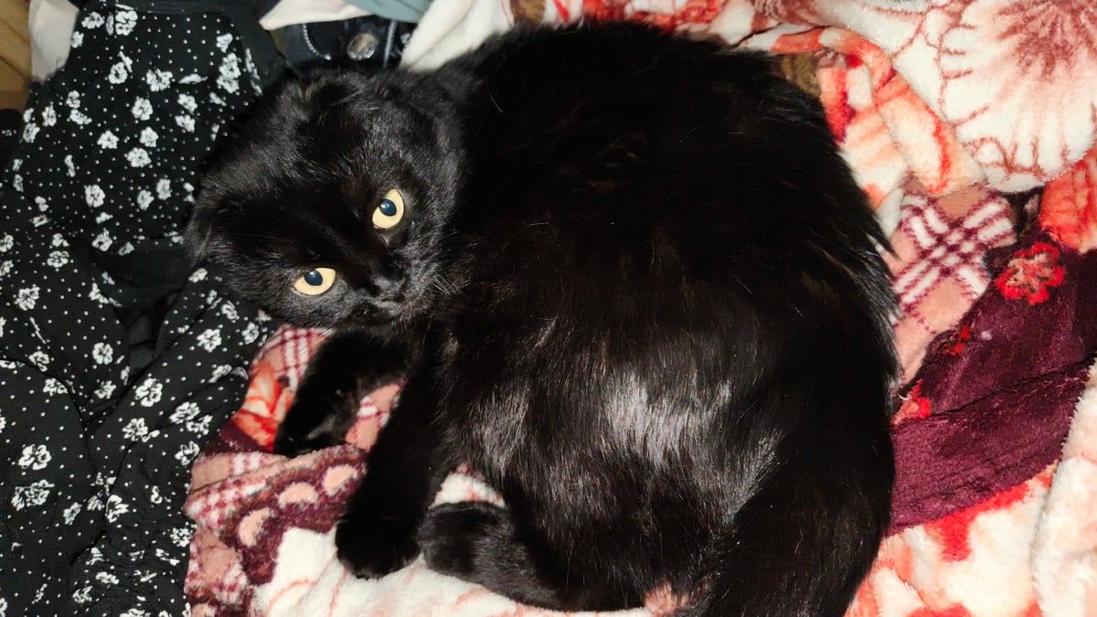 Black cat indoors, plus a sunlit tree canopy view