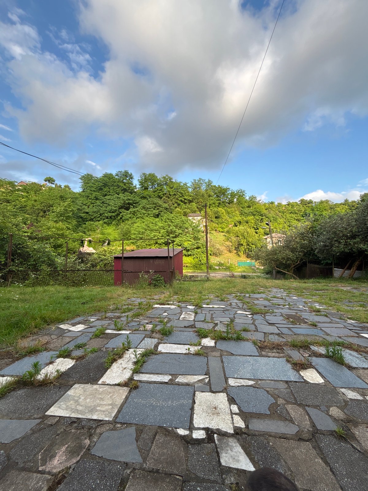 Dog day at an overgrown, forgotten property