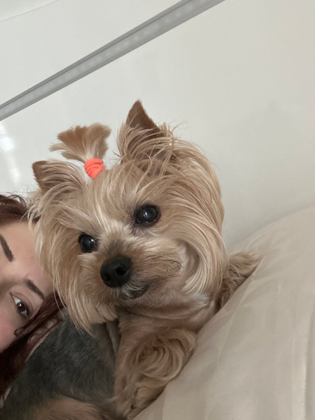 Yorkshire Terrier with orange hair tie photographed in Sofia