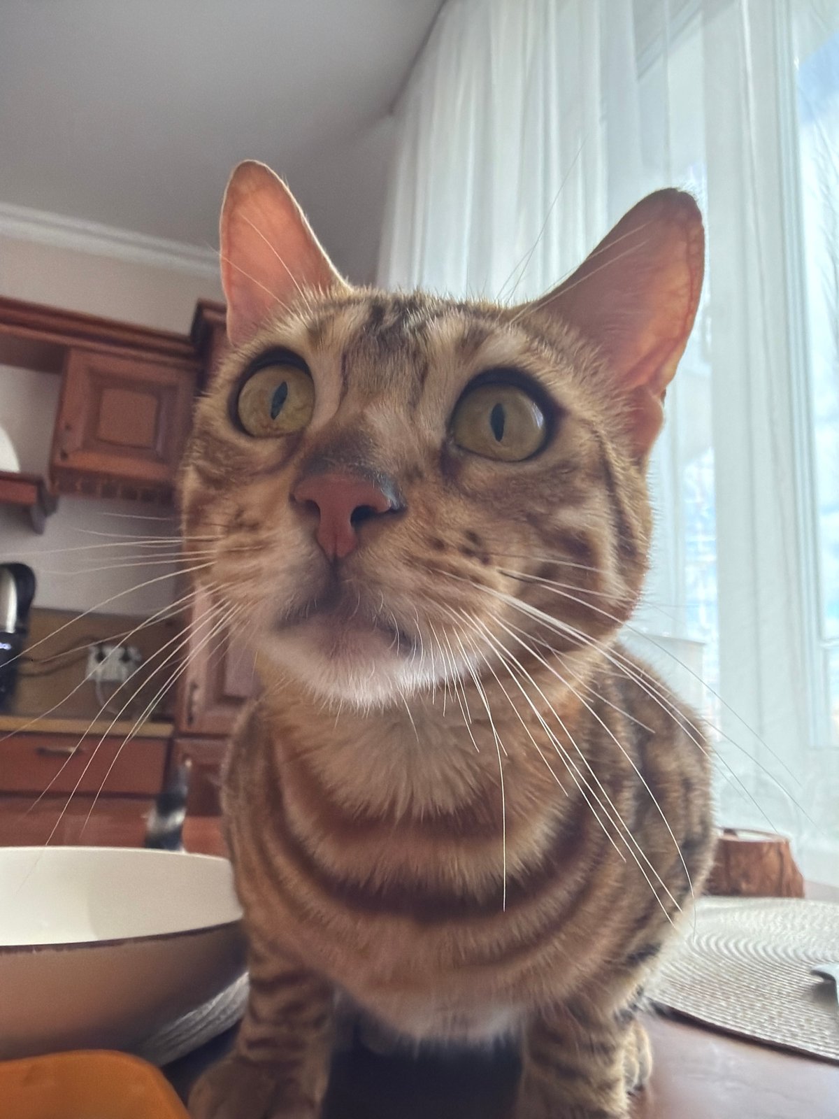 Bengal cat photographed on wooden cabinet in Krasnoyarsk