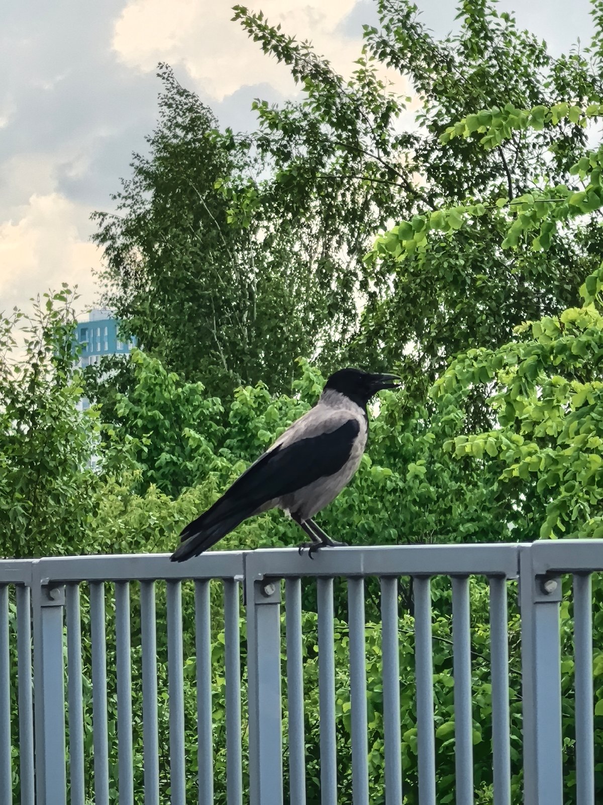 Hooded crow spotted in Perm park during overcast morning
