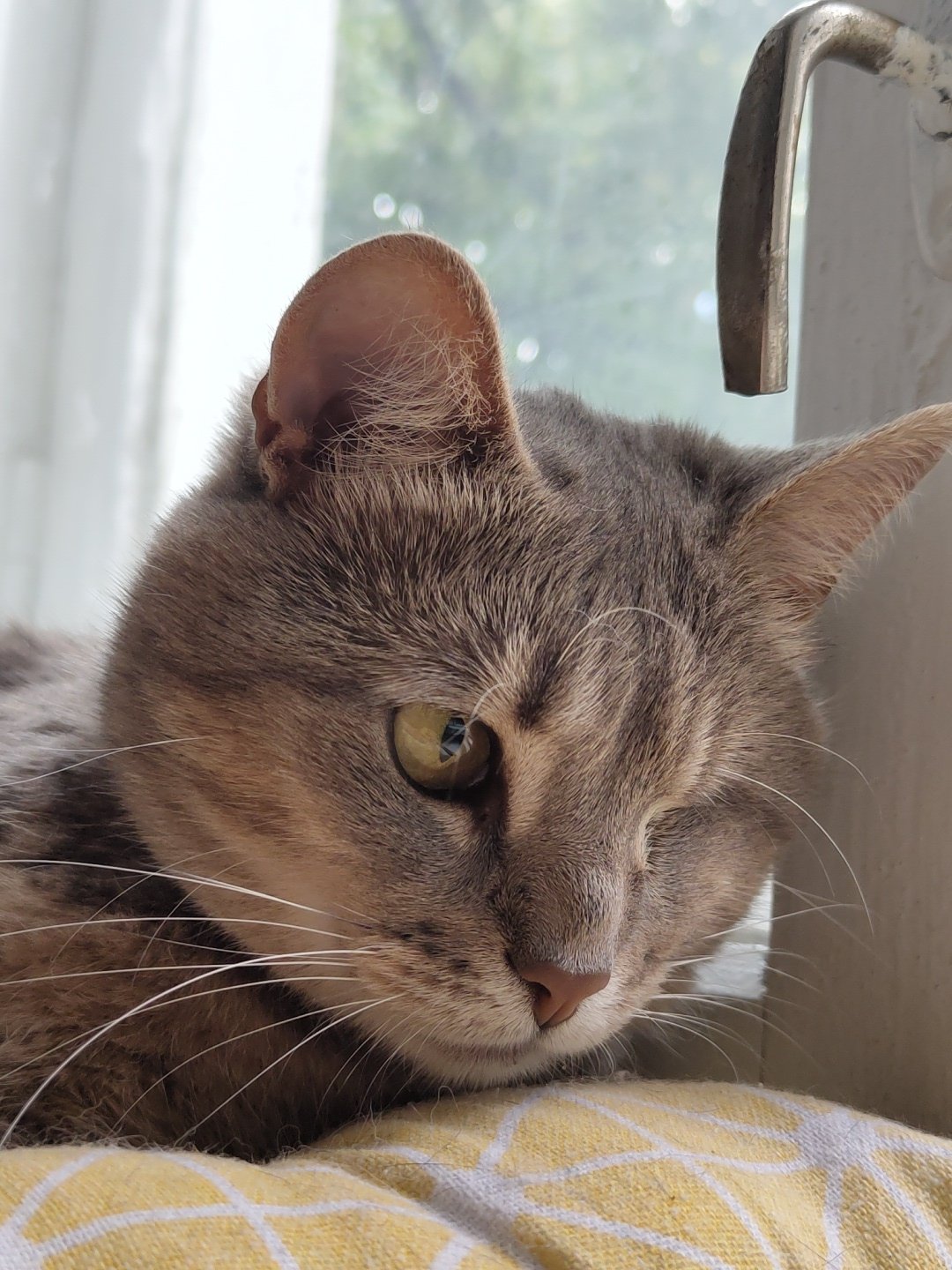 Morning coffee and cat naps on checkered bedding