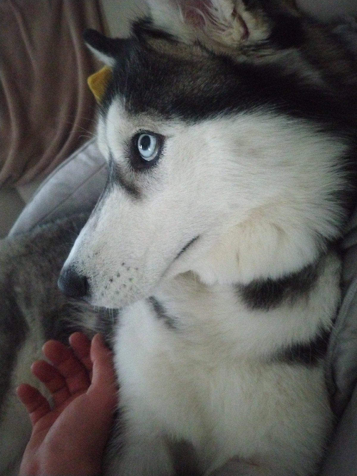 Husky dog rests with human companion in Crauthem