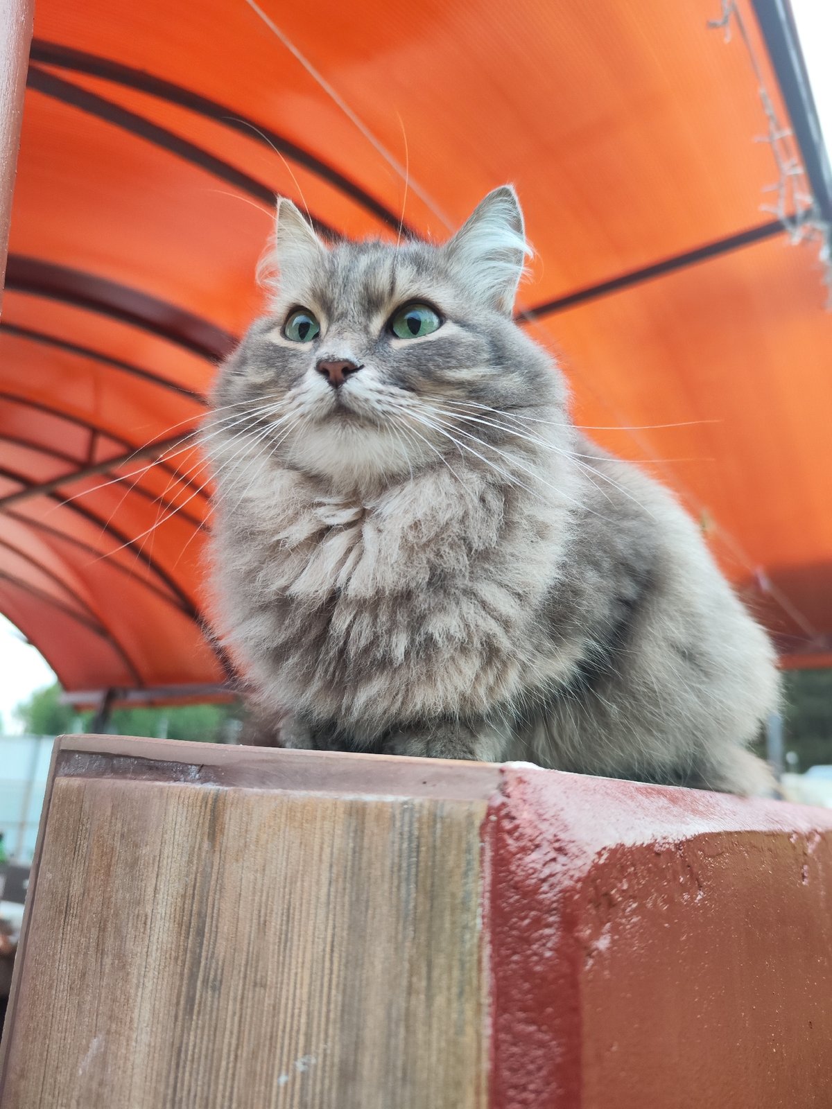 Grey cat spotted on wooden furniture in Chaikovsky, Russia