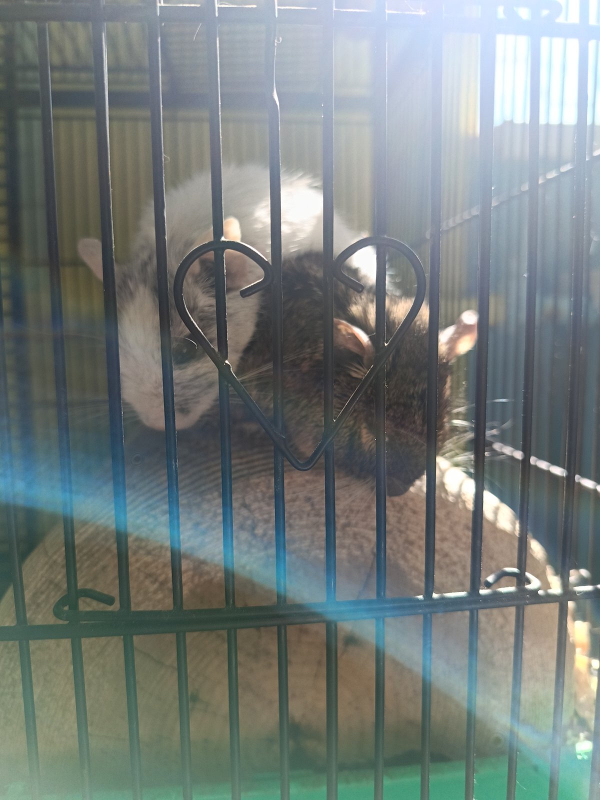 Zoo animals observed in enclosures across Chaikovsky, Russia