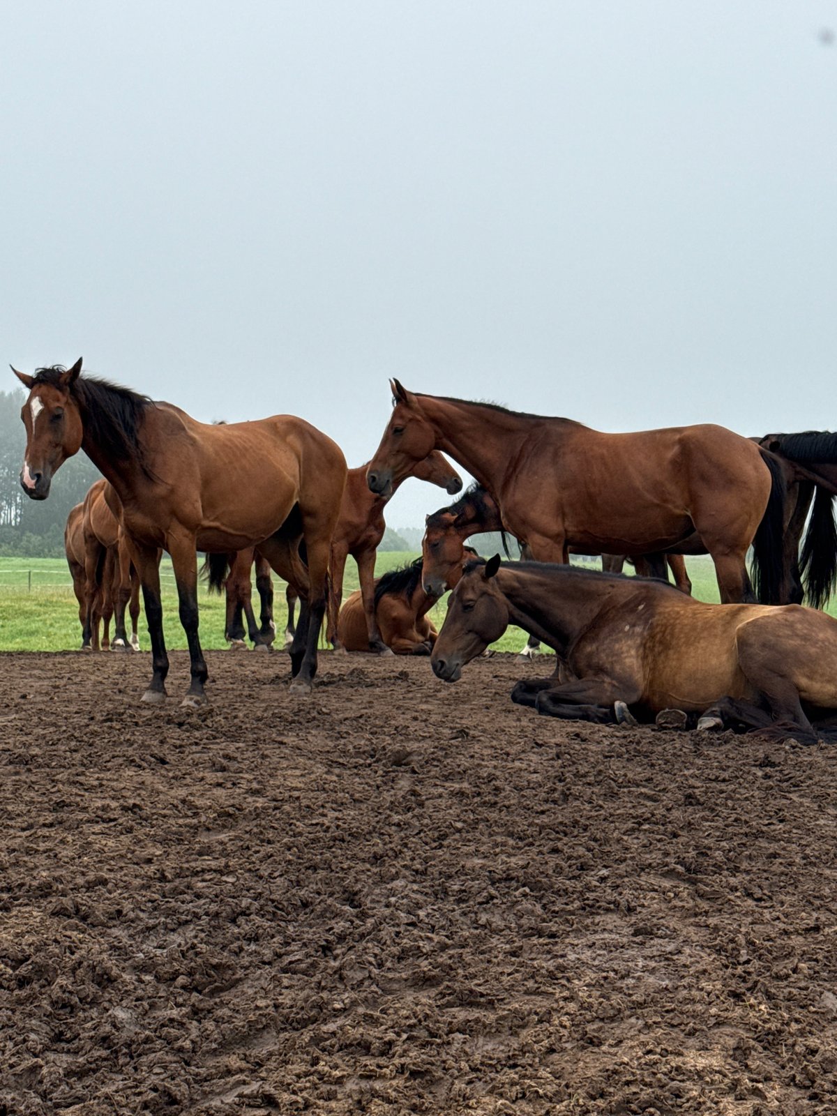 Horses in poor condition in a muddy enclosure, Galinė