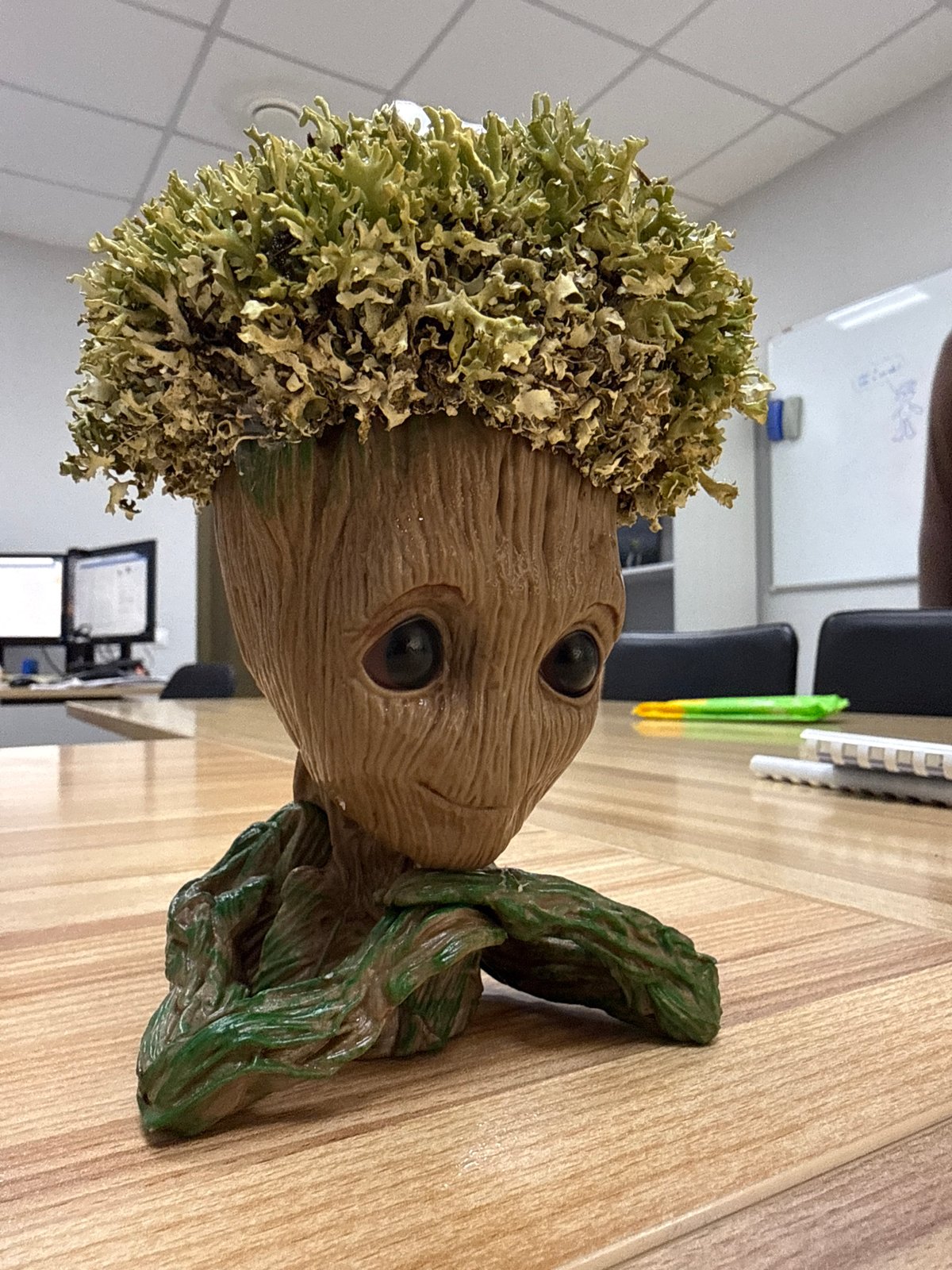 Groot-themed office planter spotted in Krasnoyarsk workplace