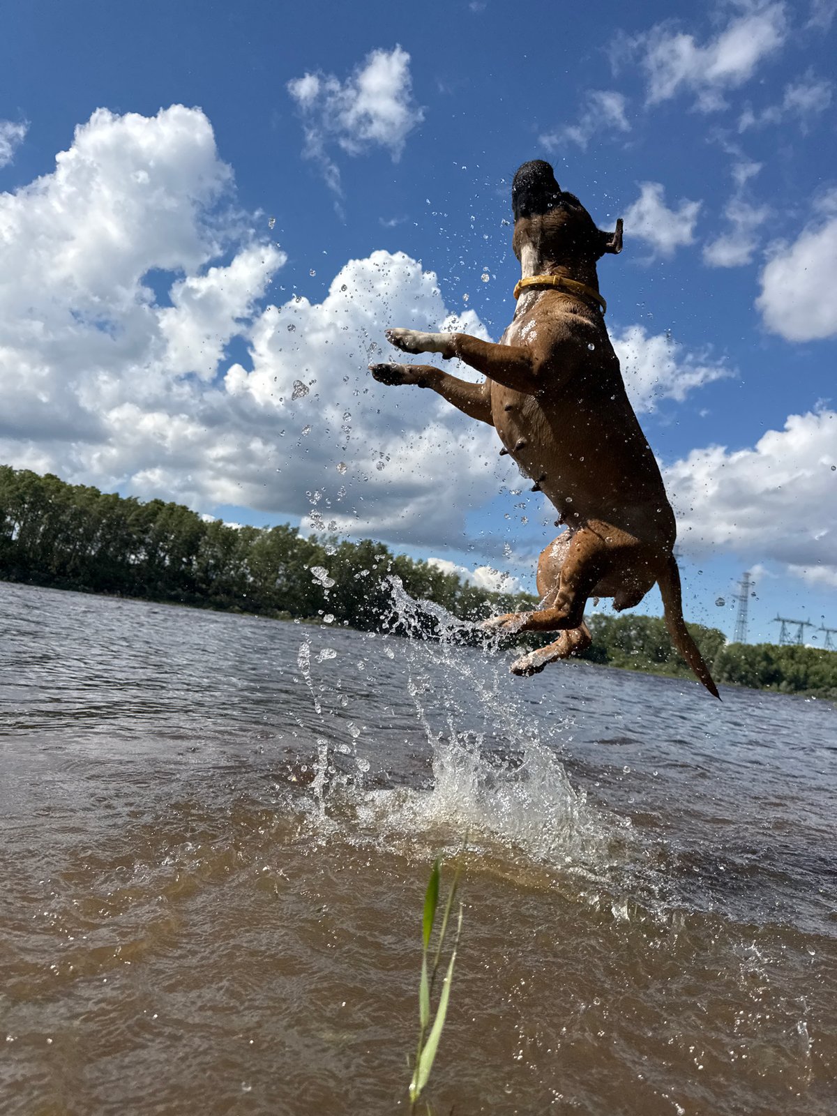 Dog splashing in water and strawberry picking in Chaikovsky